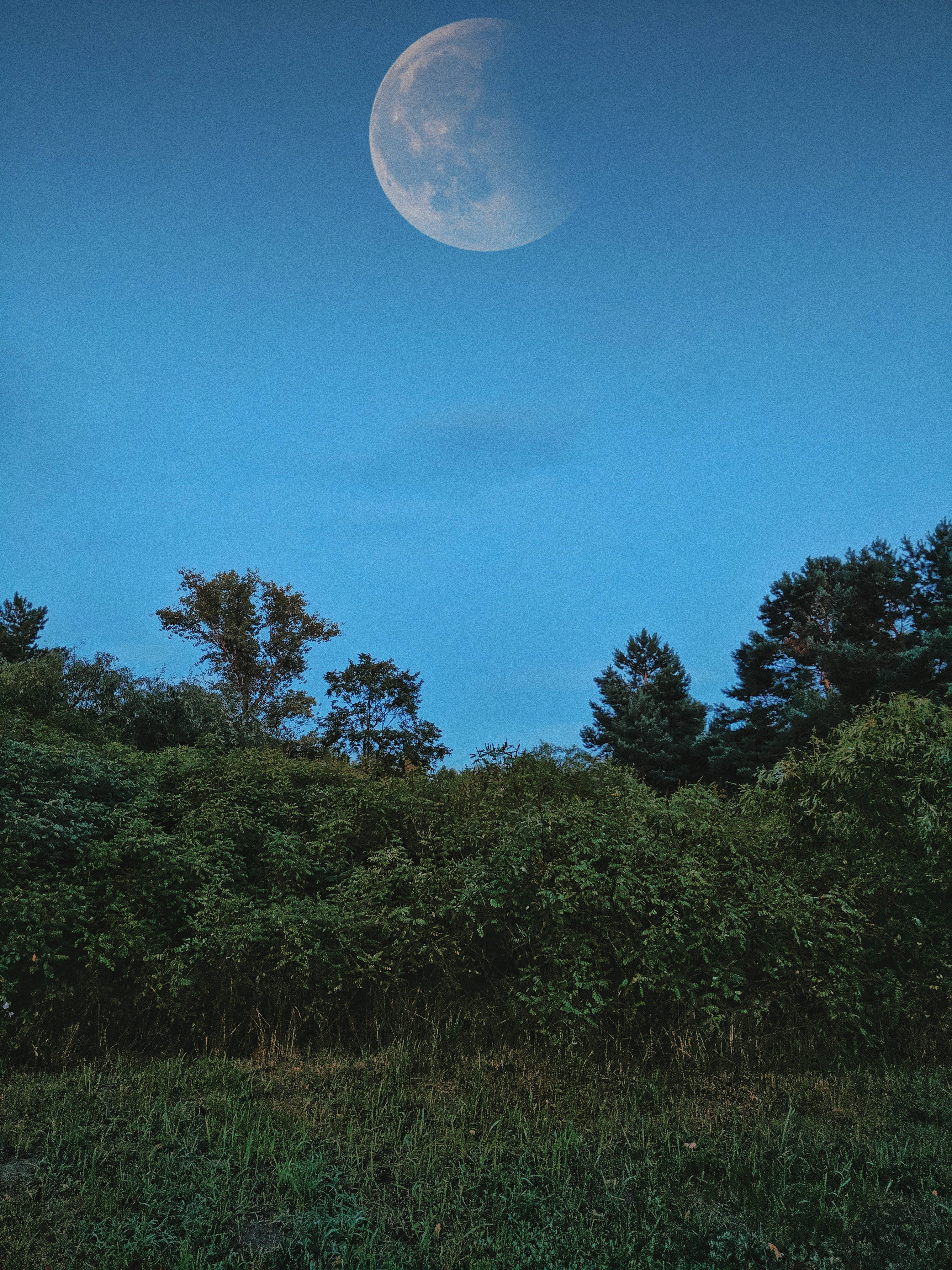 Waning Gibbous Moon, deep blue twilight sky, dense green forest, 4K Phone Wallpaper
