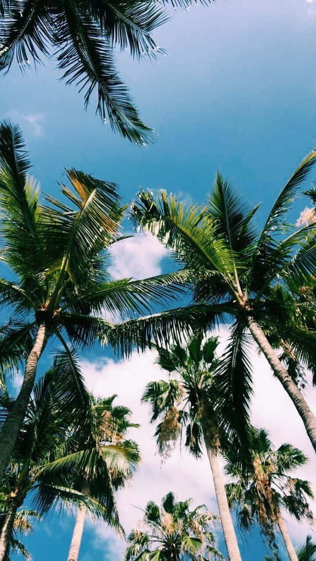 California Summer, palm trees, vibrant blue sky, SD Phone Wallpaper