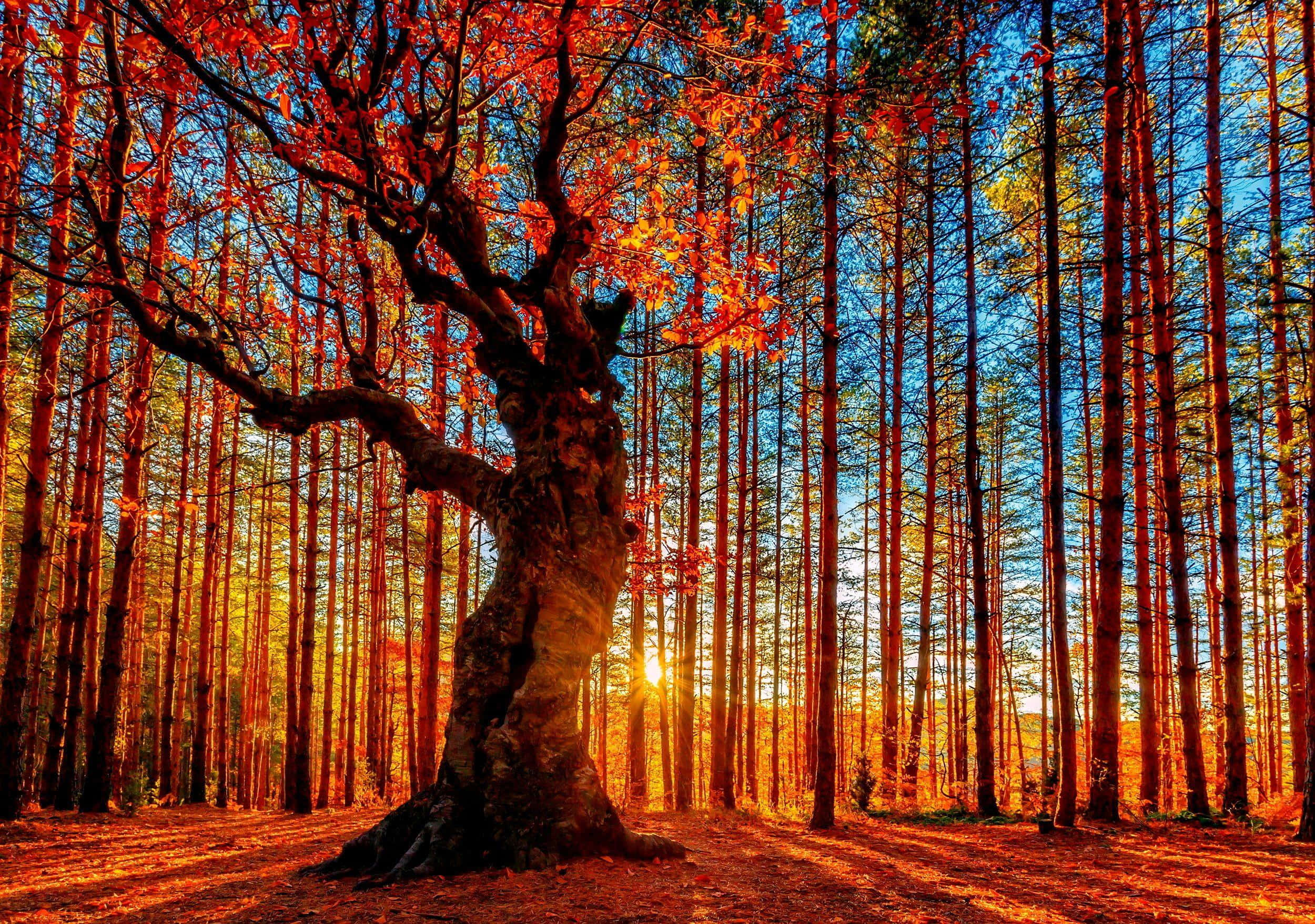 autumn sunset, forest glow, ancient tree, Full HD Desktop Wallpaper