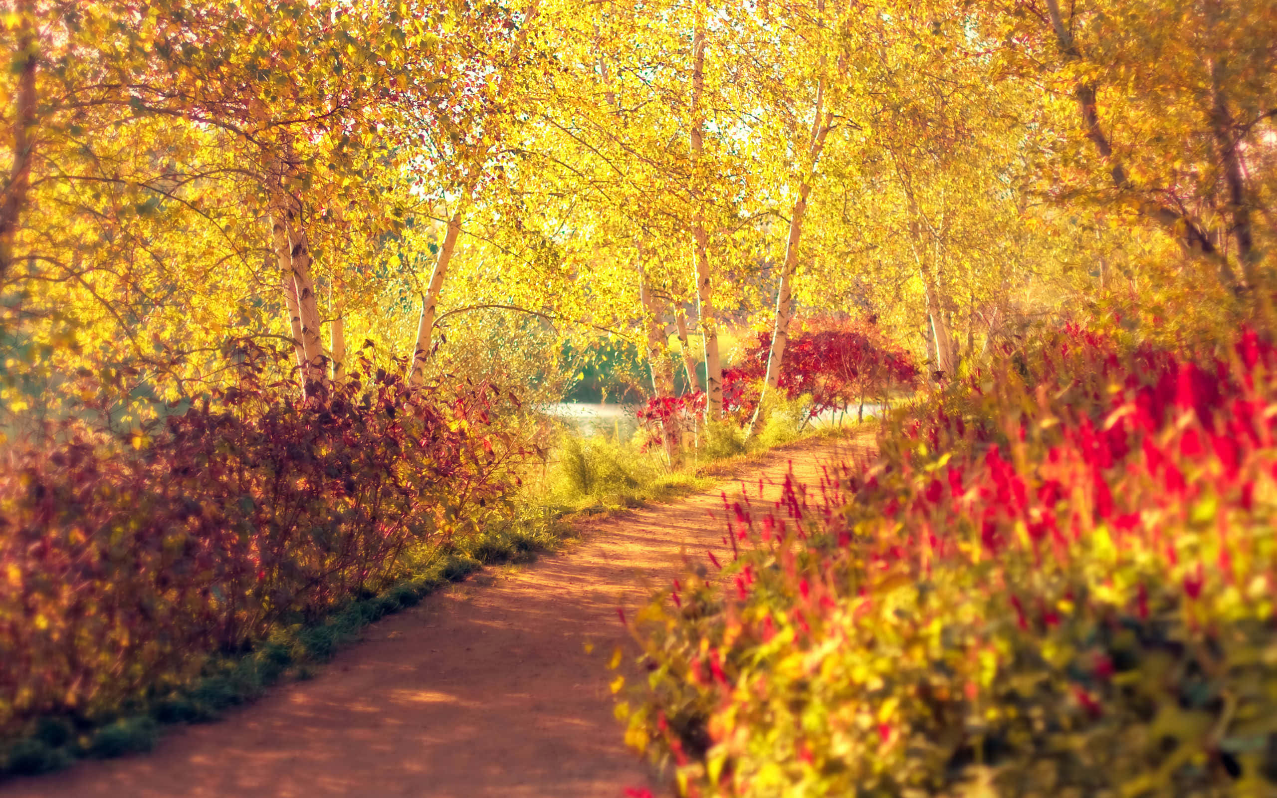 autumnal glow pathway, golden autumn trees, vibrant red and yellow foliage, 2K Desktop Wallpaper
