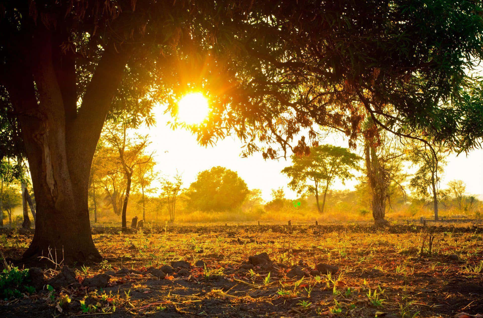 golden sunset, tree canopy, warm light, Full HD Desktop Wallpaper