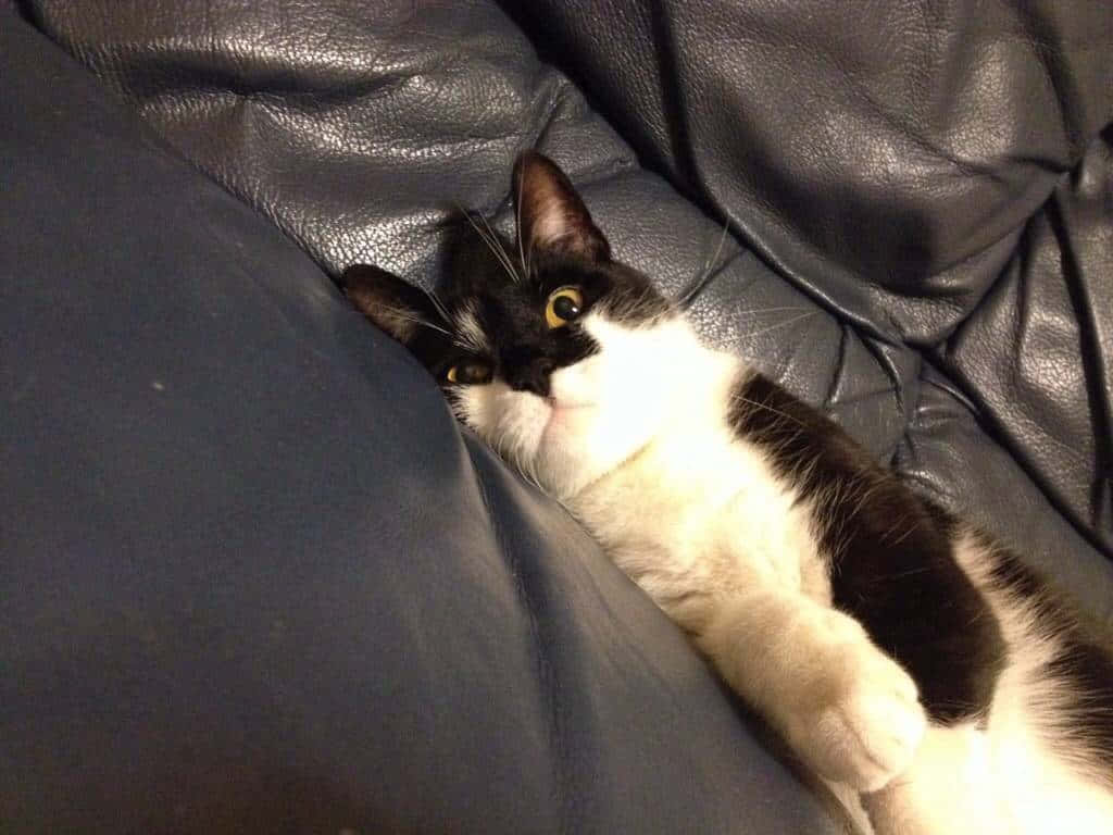 black and white cat, dark leather couch, bright yellow eyes, SD Desktop Wallpaper