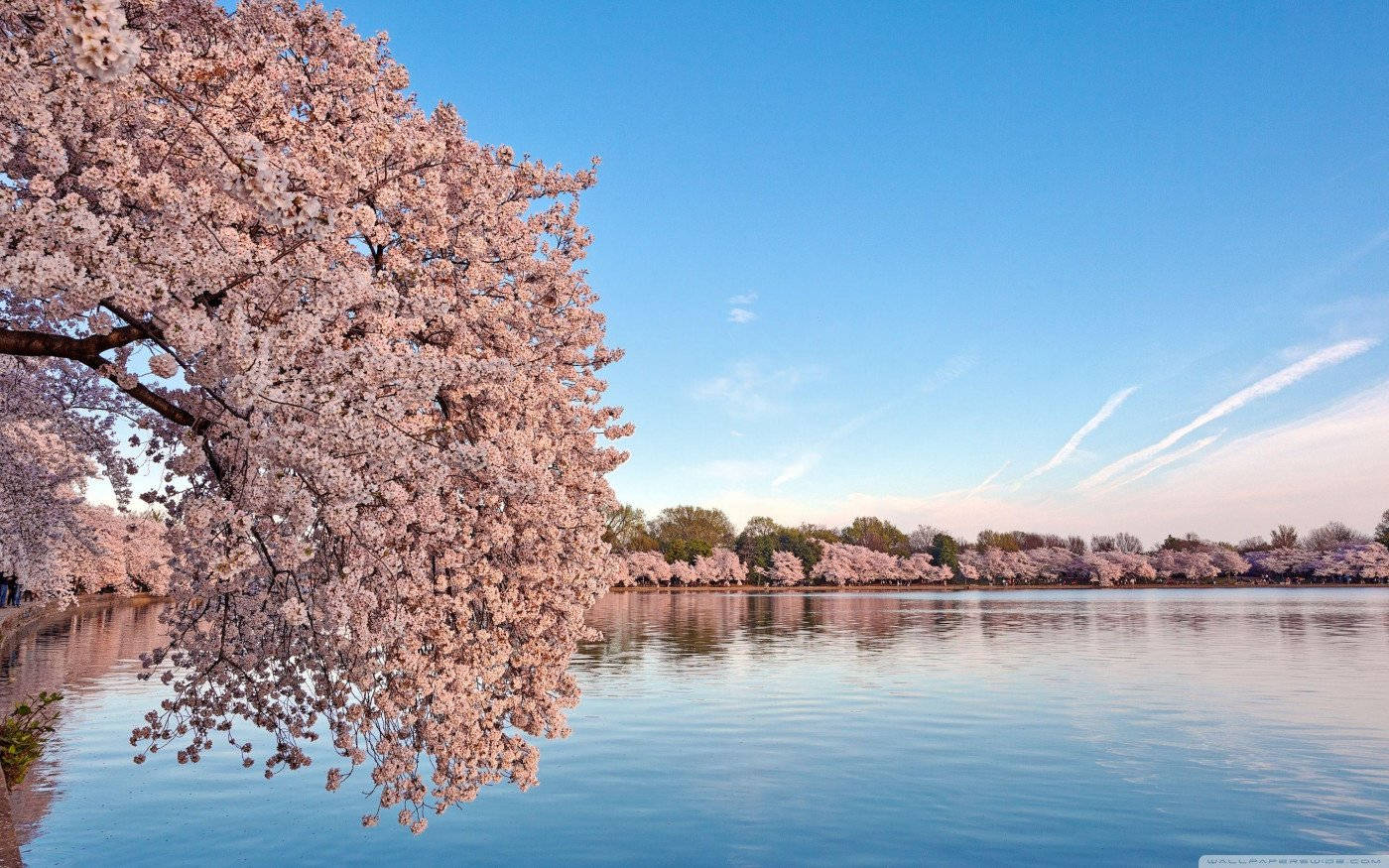 Washington DC, cherry blossoms, calm water, HD Desktop Wallpaper