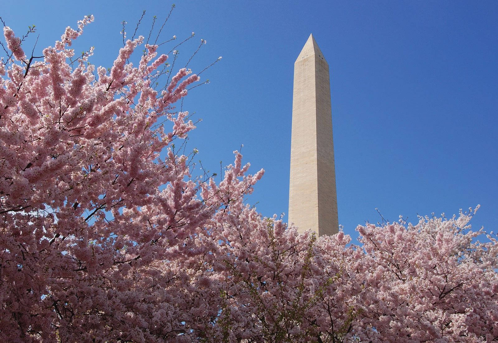 Washington Monument, cherry blossoms, clear blue sky, HD Desktop Wallpaper
