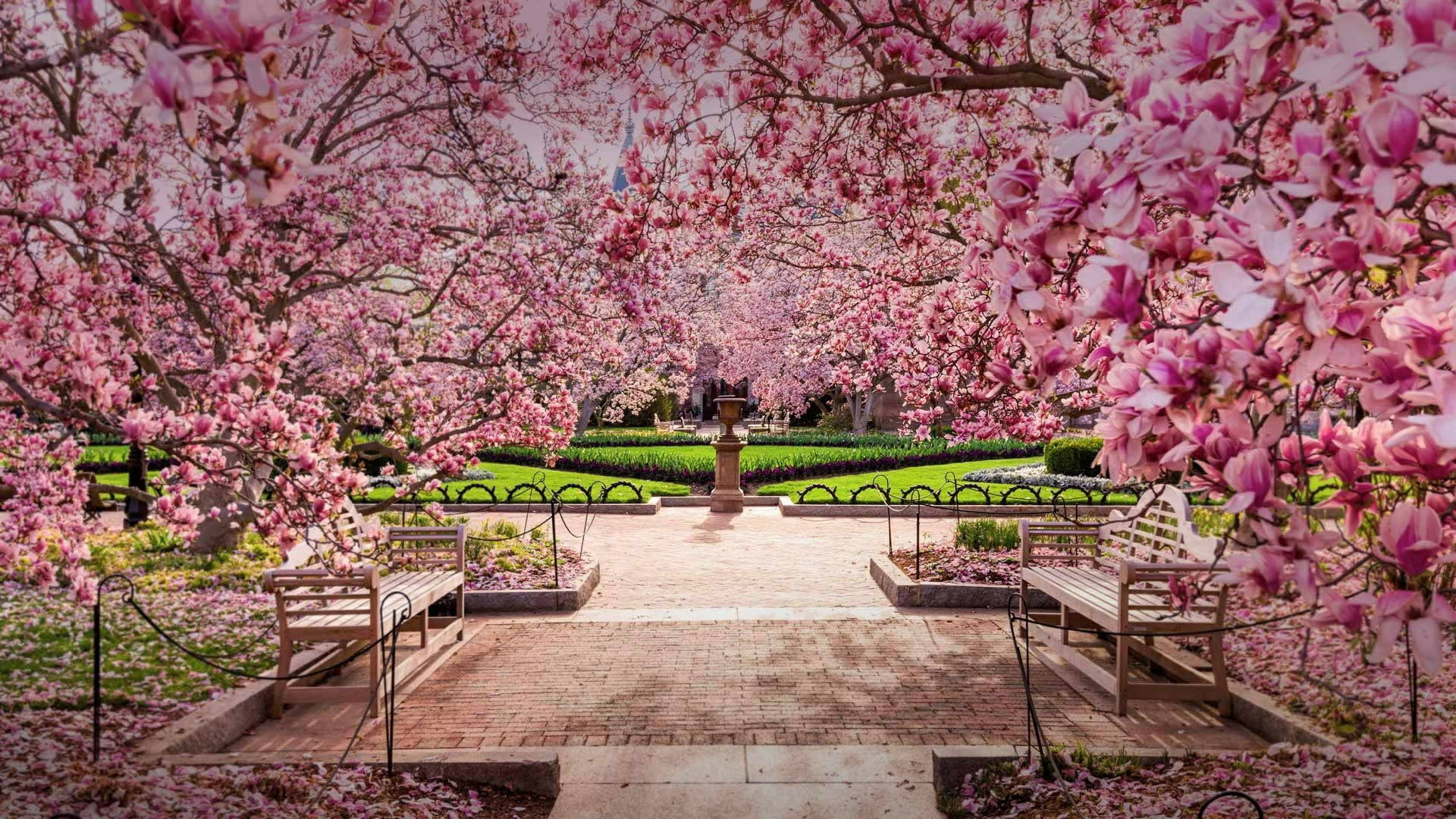 Washington, cherry blossoms, park, Full HD Desktop Wallpaper
