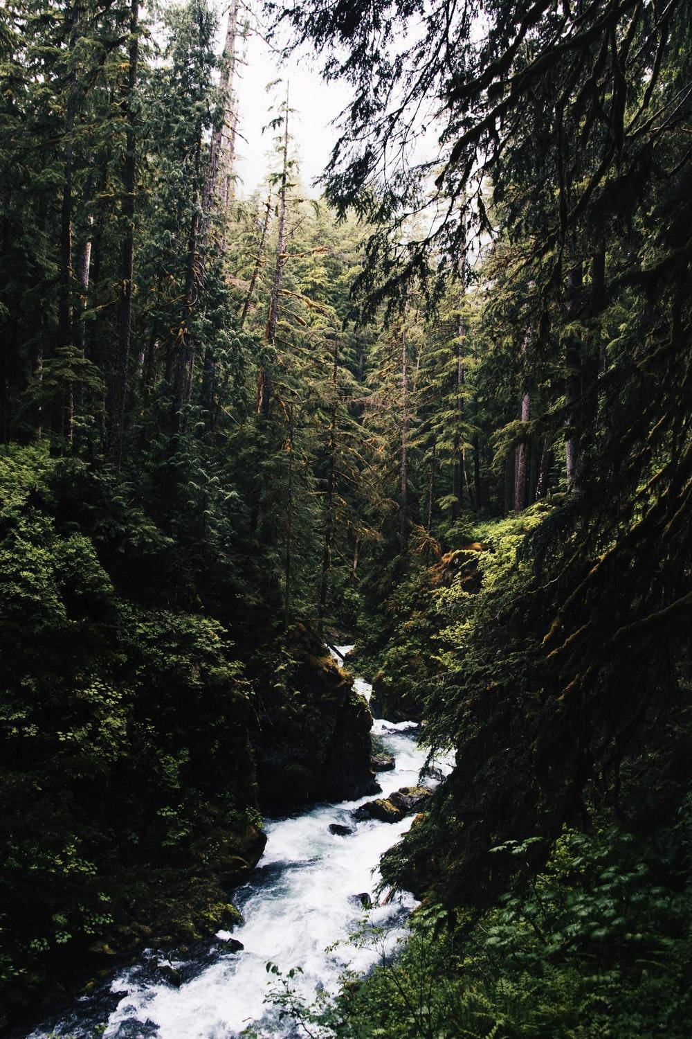 Forest Water Aesthetic, rushing river, dense mossy forest, HD Phone Wallpaper