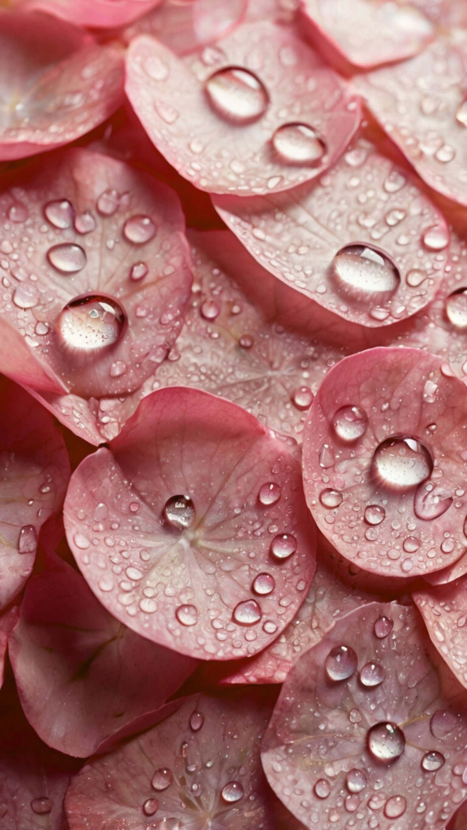 pink hydrangea petals, dew drops, soft macro floral texture, 2K Phone Wallpaper