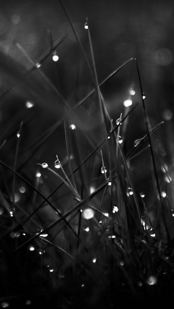 grass, water droplets, black and white, SD Phone Wallpaper