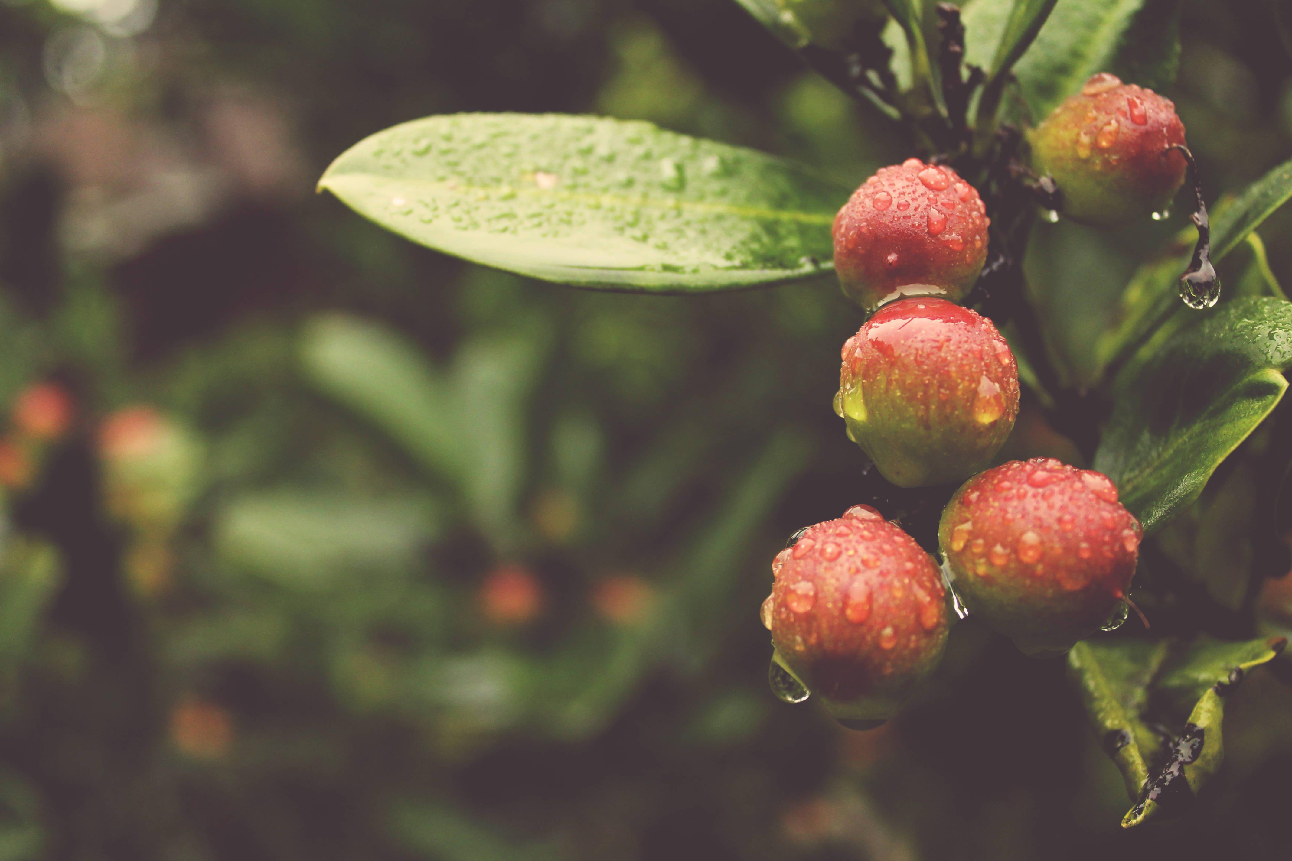 red berries, green leaves, garden setting, 4K Desktop Wallpaper
