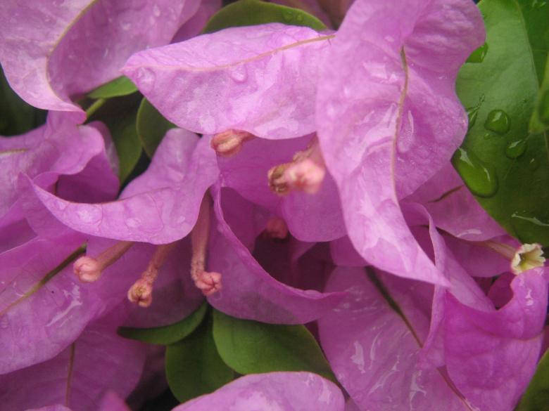 pink flowers, bougainvillea, dew drops, SD Desktop Wallpaper