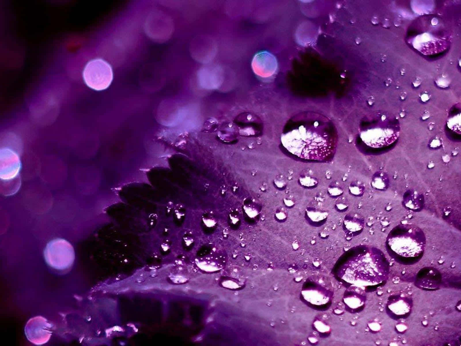Pretty Purple Leaf, water droplets, glistening purple water droplets, HD Desktop Wallpaper