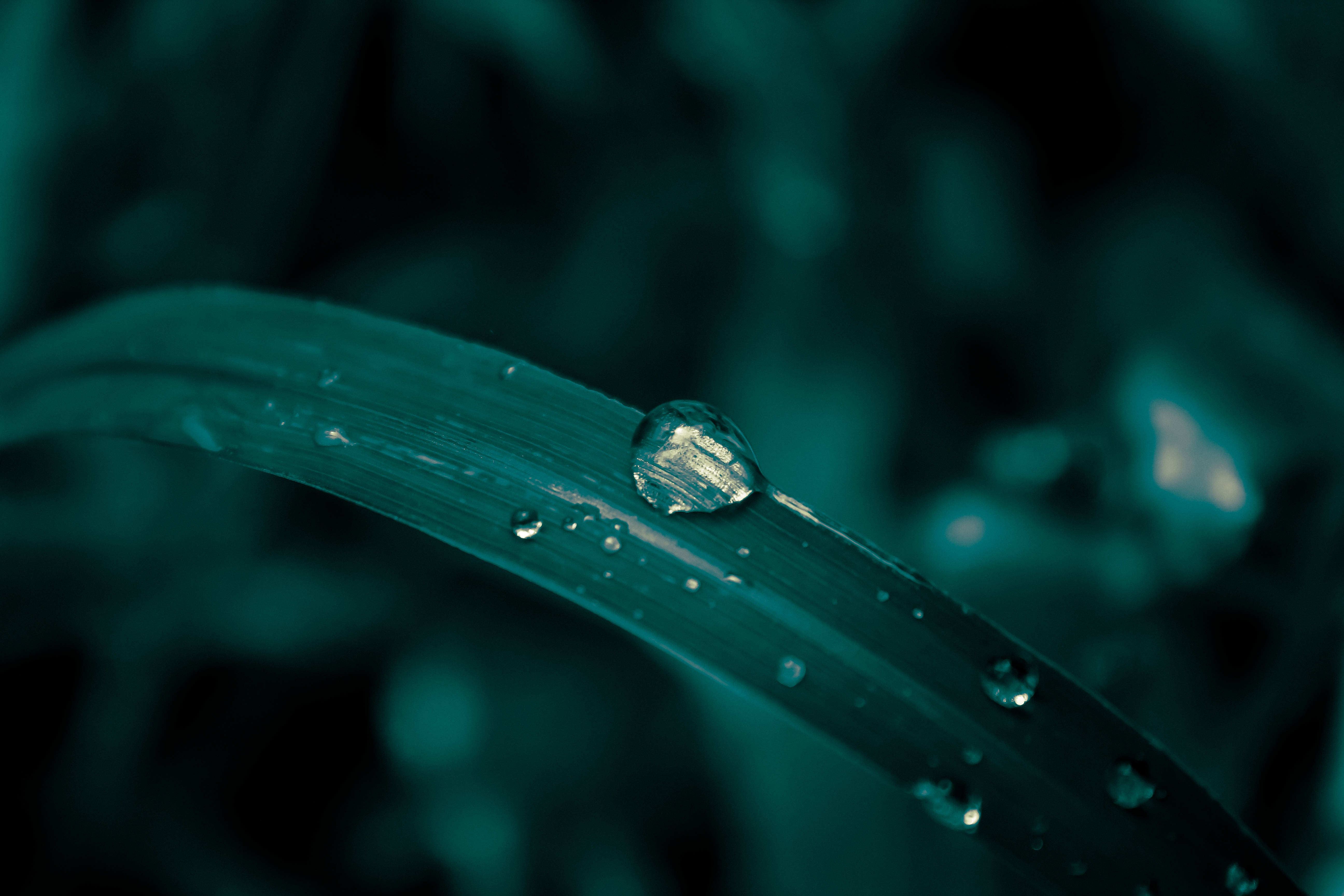 water droplet, leaf, curved blade of grass, 5K Desktop Wallpaper