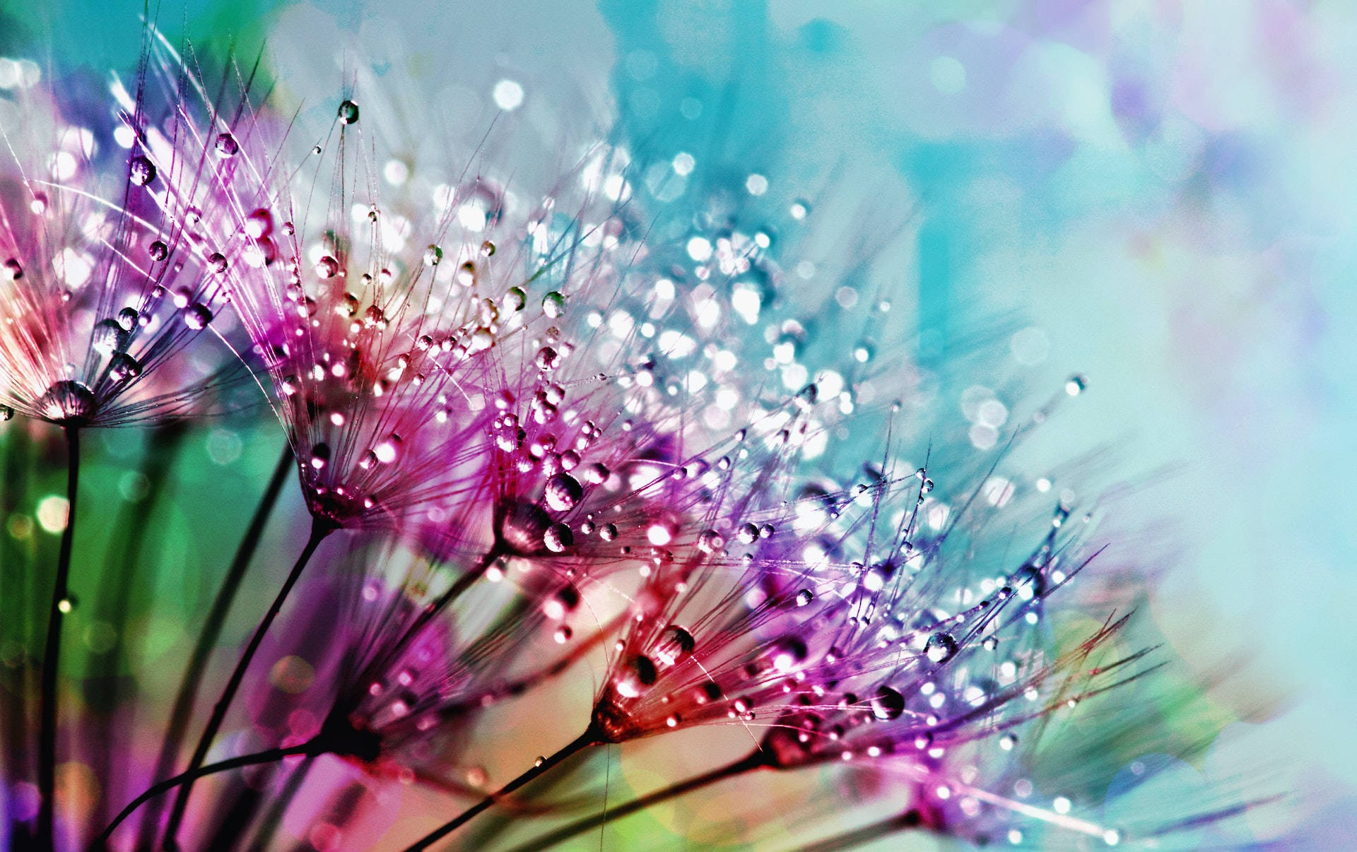 vibrant purple dandelion fluff, dewdrops, soft bokeh background, Full HD Desktop Wallpaper