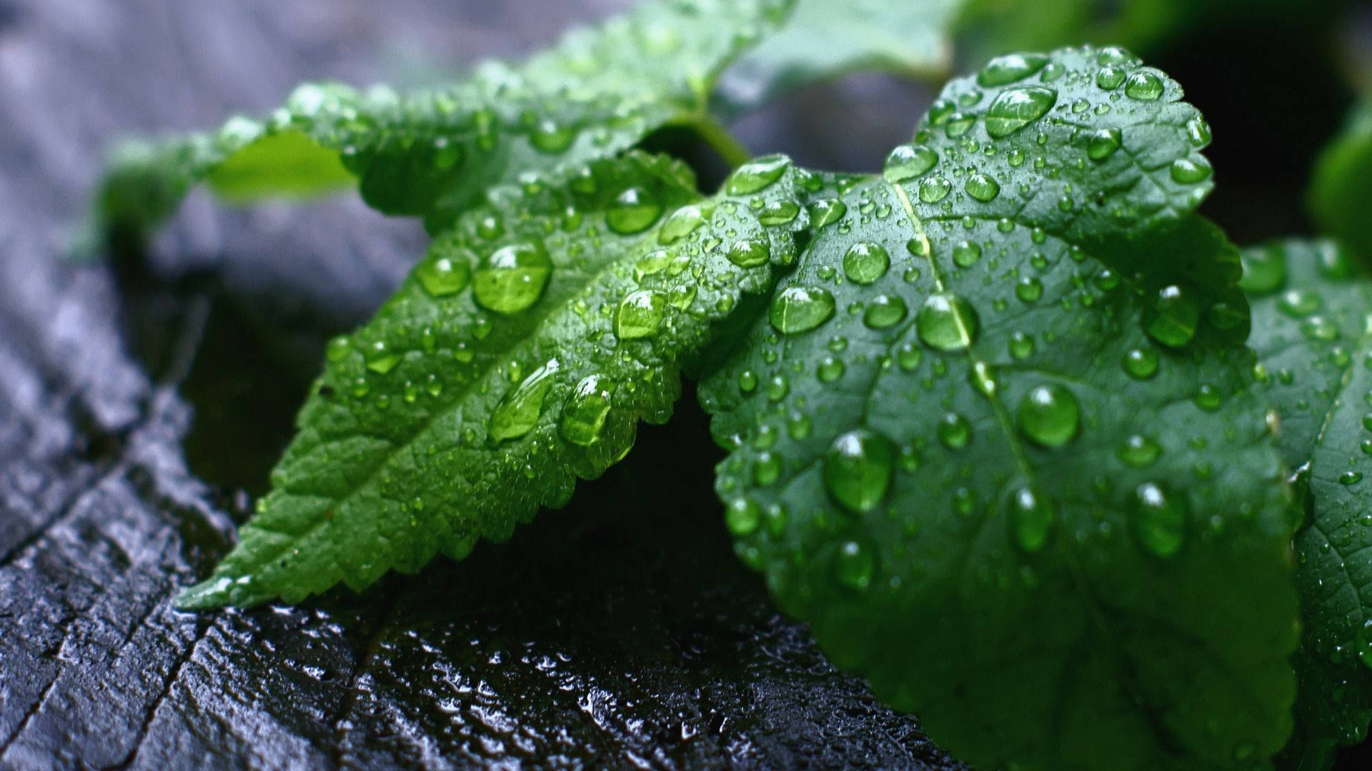 mint leaves, water drops, crystal clear dewdrops, Full HD Desktop Wallpaper