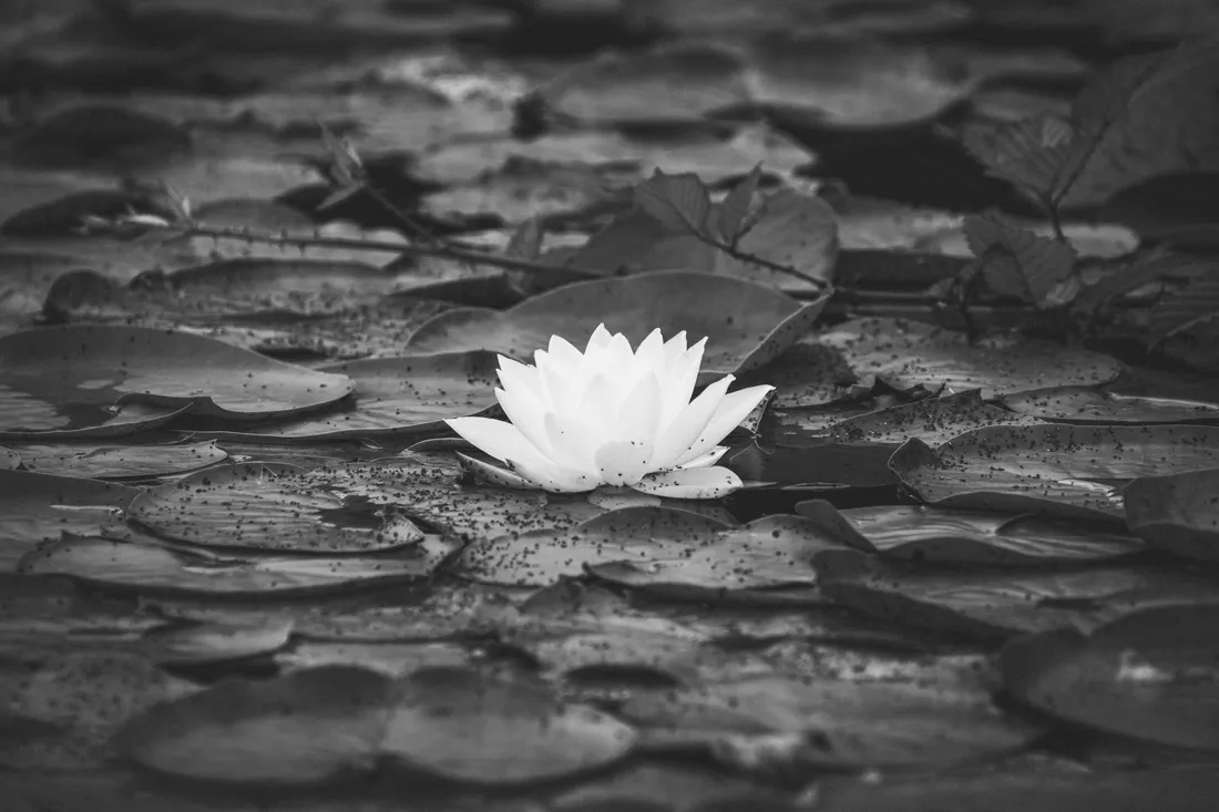 Water lily