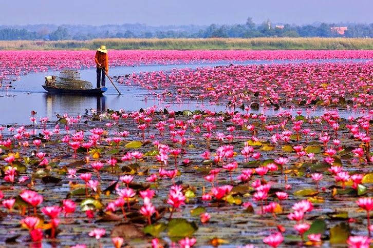 water lily, pink water lilies, serene pond, SD Desktop Wallpaper