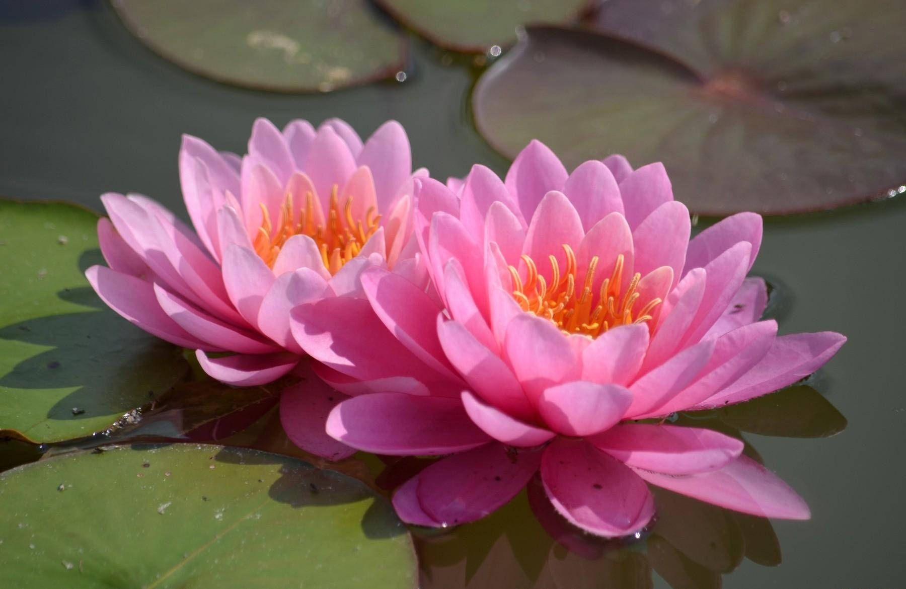 floating pink water lilies, vibrant pink water lilies, golden stamens, HD Desktop Wallpaper