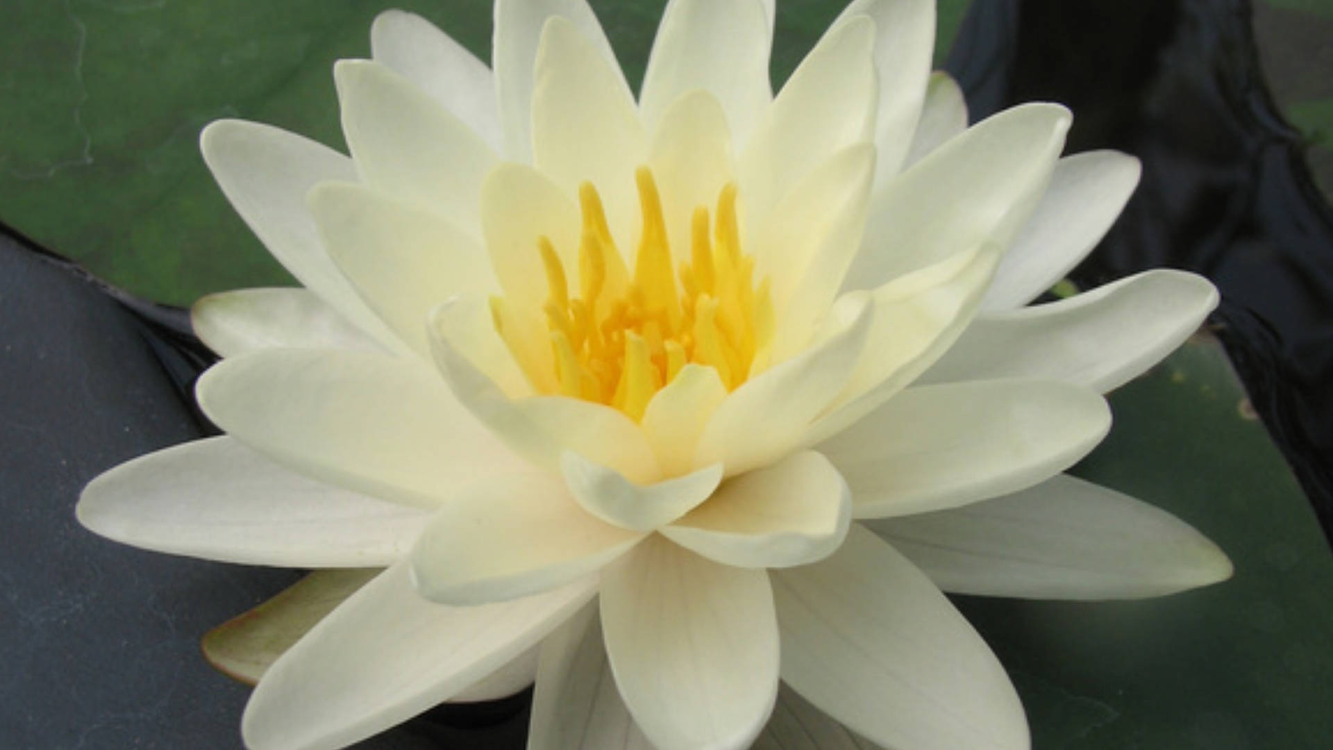 Eurasian water lily, white water lily, vibrant yellow center, Full HD Desktop Wallpaper