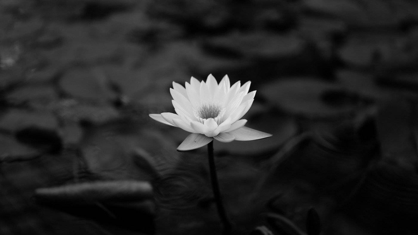 white water lily, blurred pond surface, floating leaves, HD Desktop Wallpaper