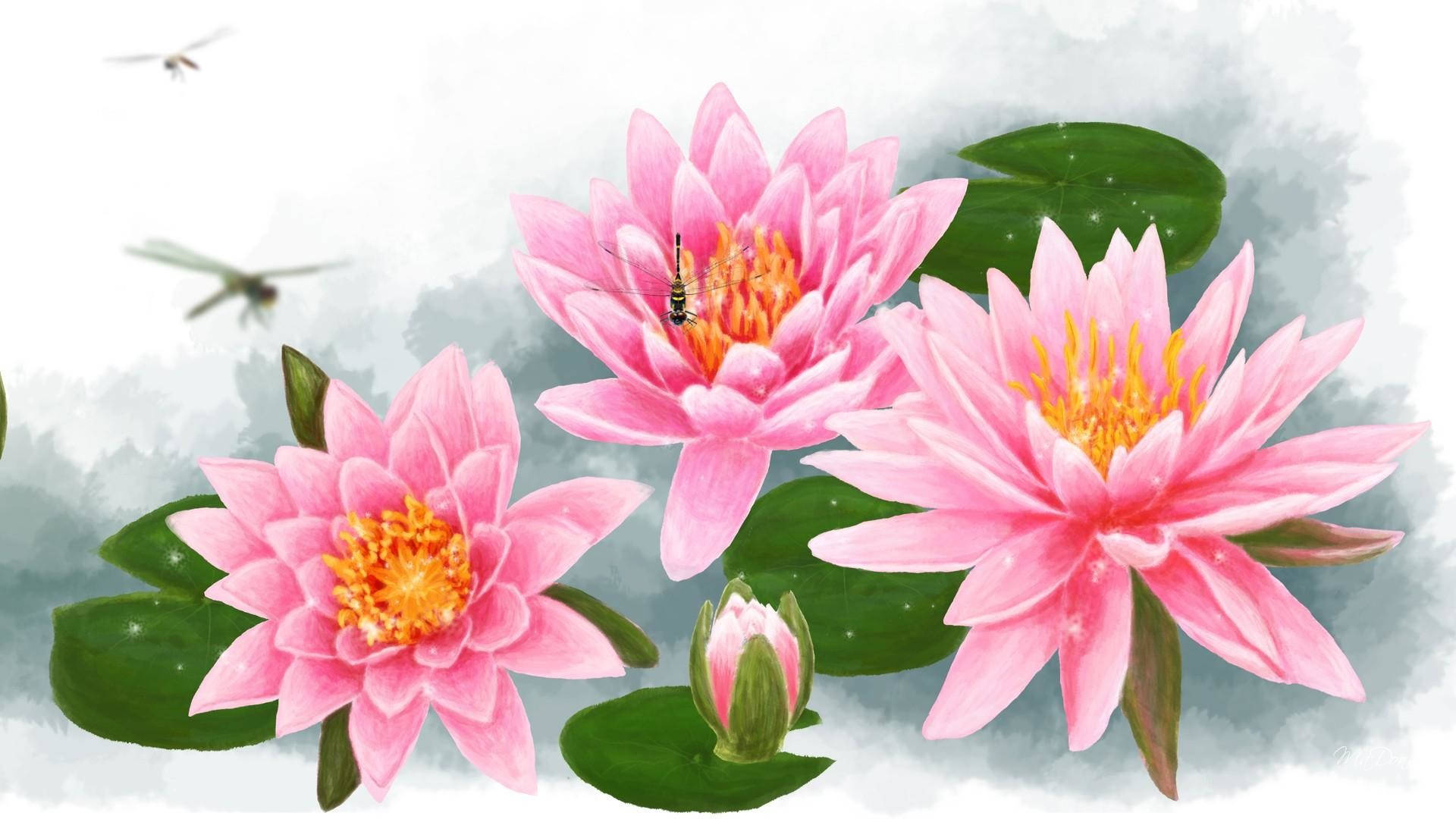 pink water lilies, yellow centers, green lily pads, Full HD Desktop Wallpaper