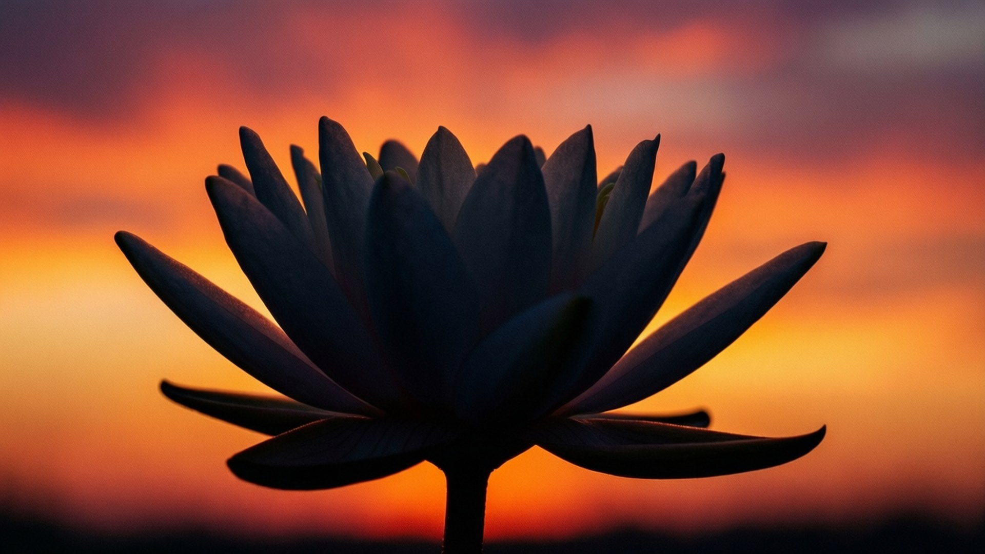 Sunset Lily, lotus flower, fiery orange and purple sunset sky, Full HD Desktop Wallpaper