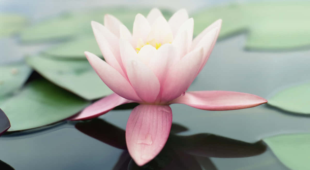 pink water lily, calm dark water, lush green lily pads, SD Desktop Wallpaper