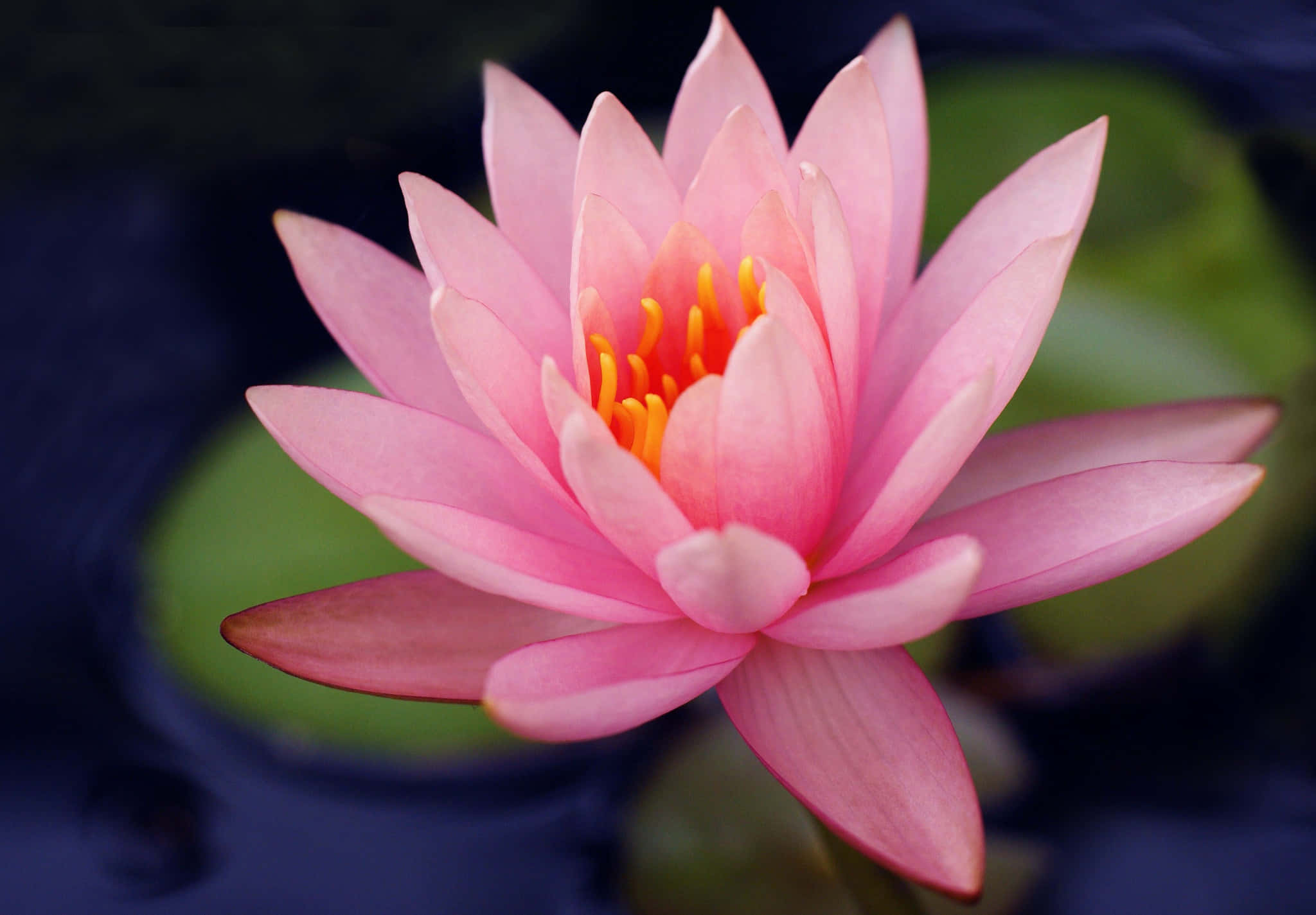 pink water lily flower, vibrant yellow stamens, dark water, Full HD Desktop Wallpaper