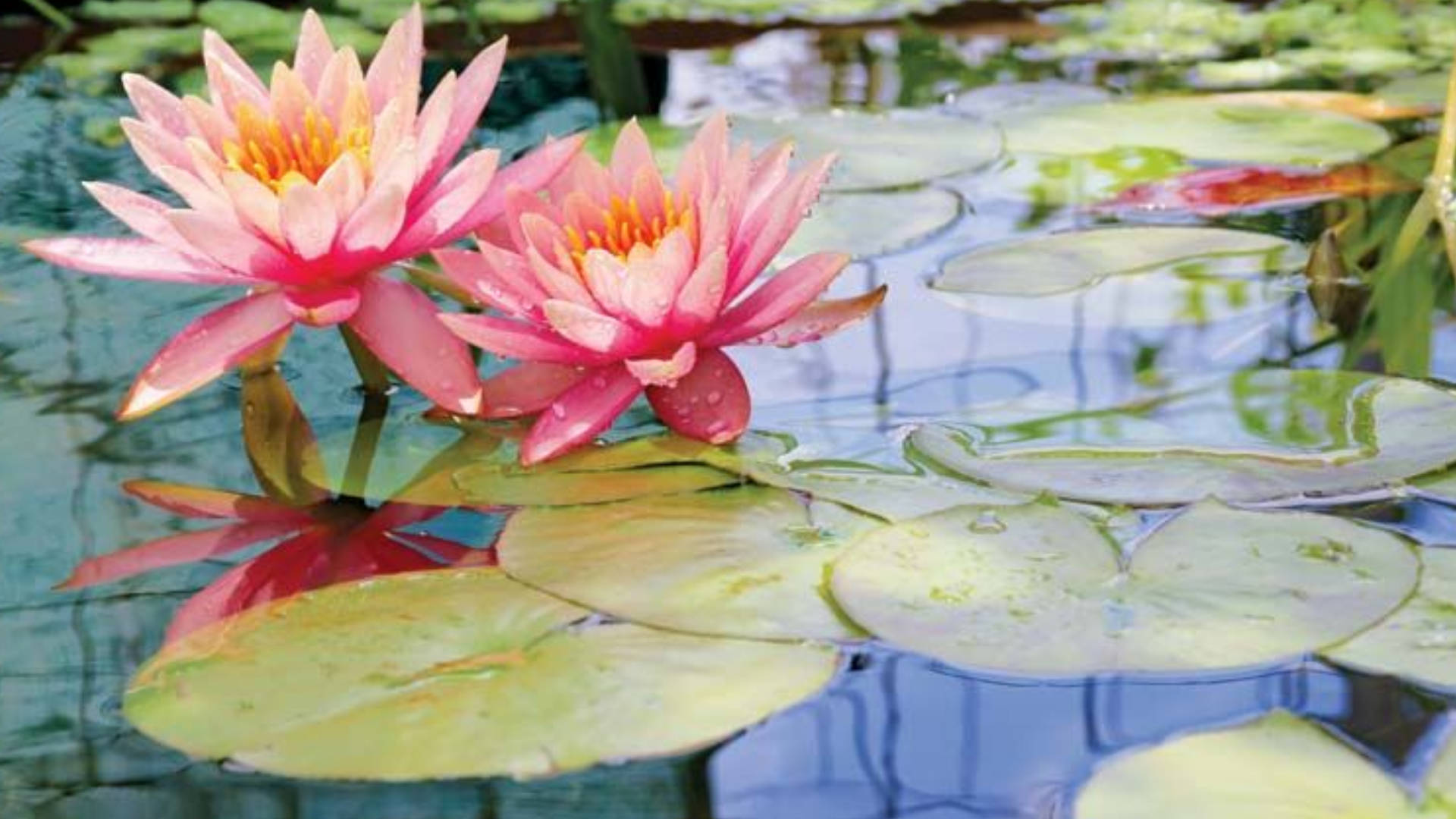 blooming starburst water lilies, vibrant pink water lilies, lily pads, Full HD Desktop Wallpaper