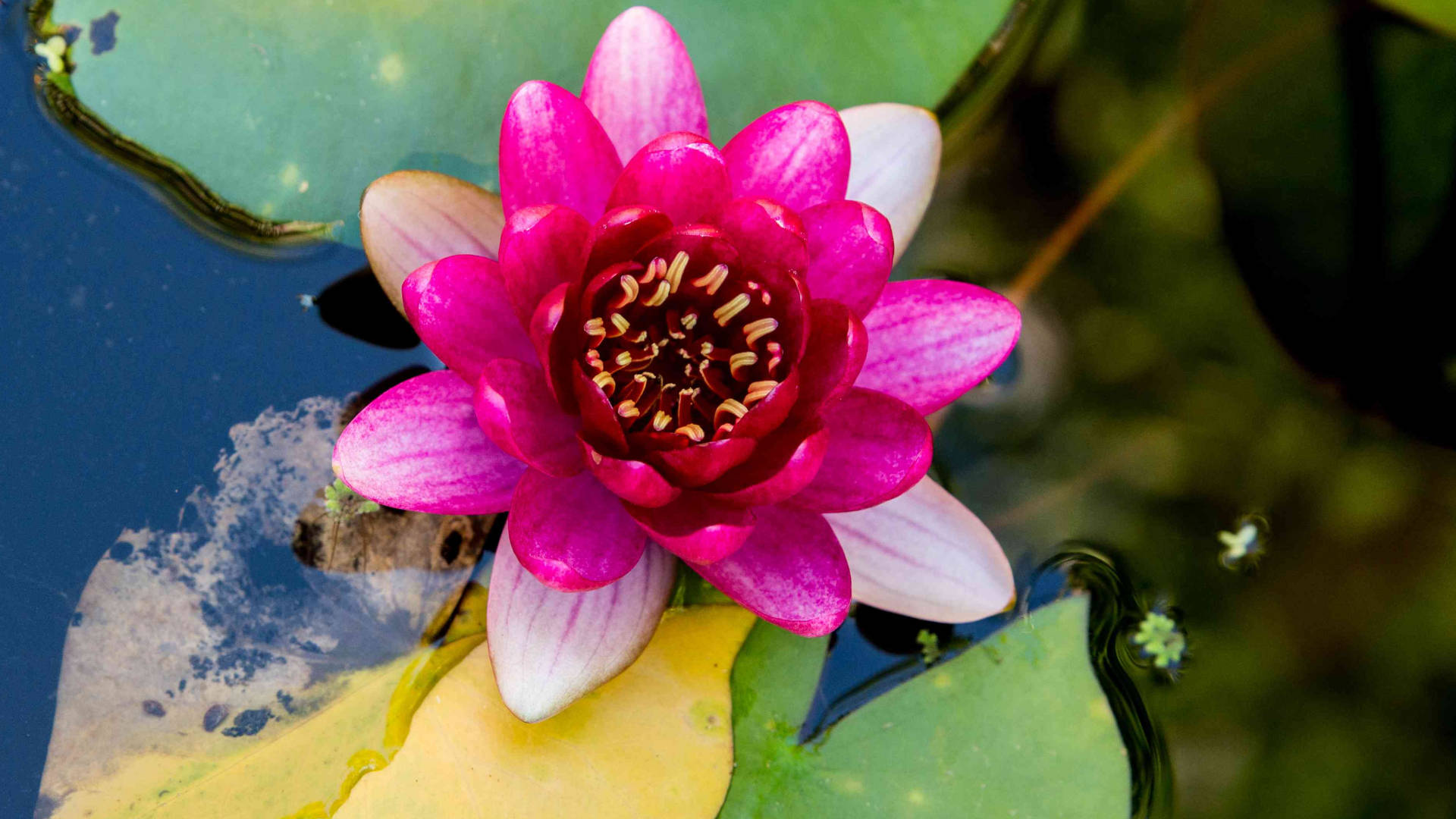 Water Lily Rose, vibrant pink water lily, pond, Full HD Desktop Wallpaper