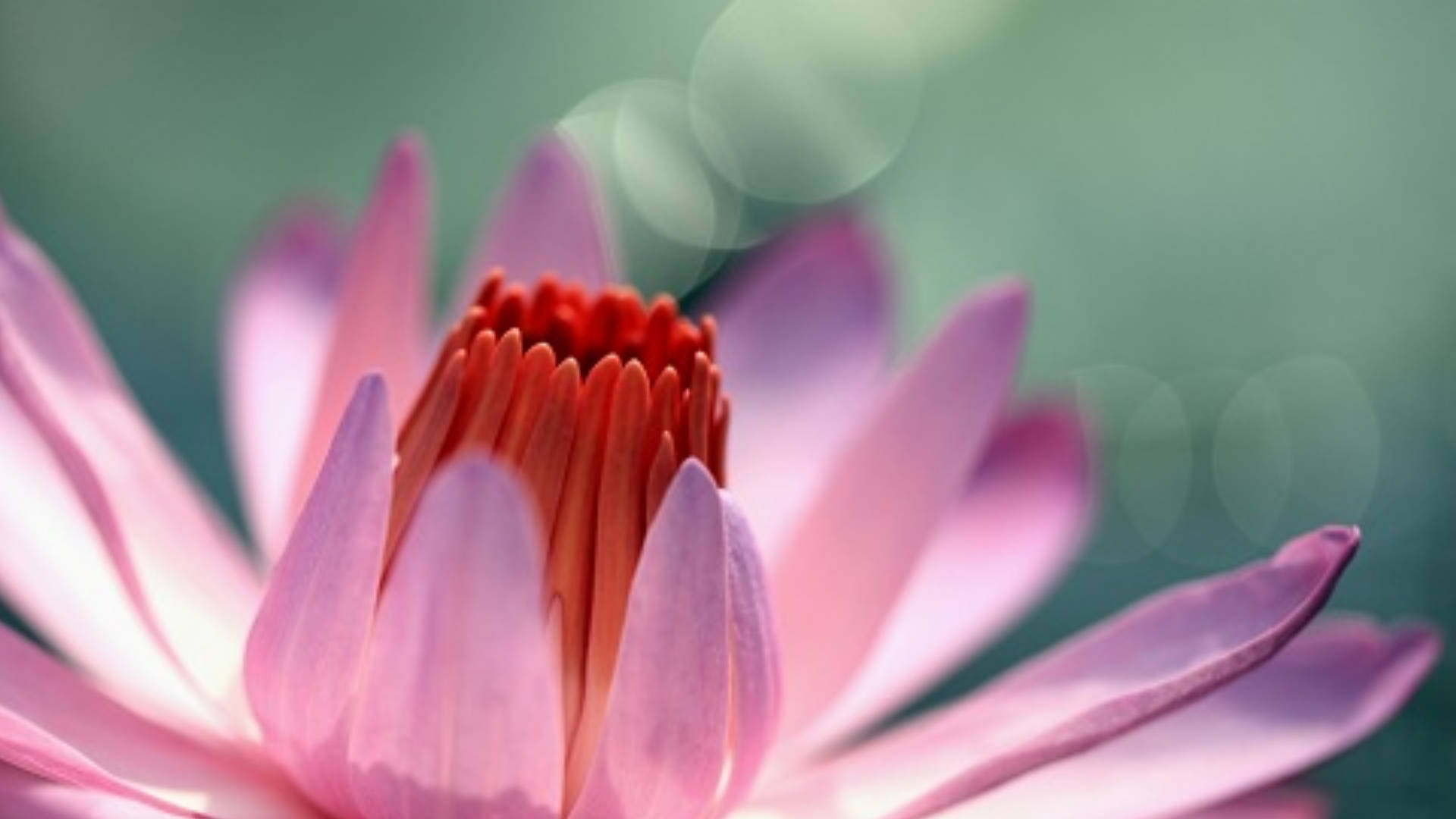 pink water lily, blossoming pink water lily, vibrant red center, Full HD Desktop Wallpaper