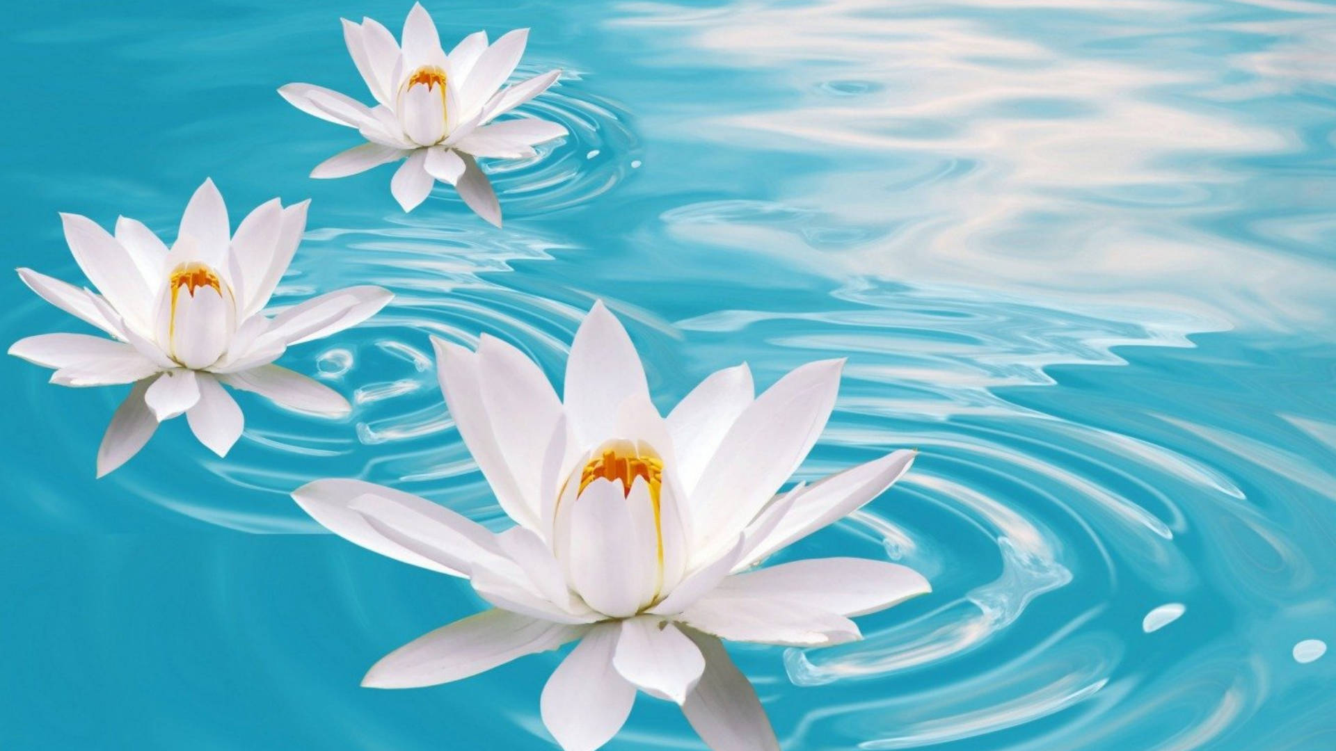 three white water lilies, pristine white, vibrant turquoise water, Full HD Desktop Wallpaper