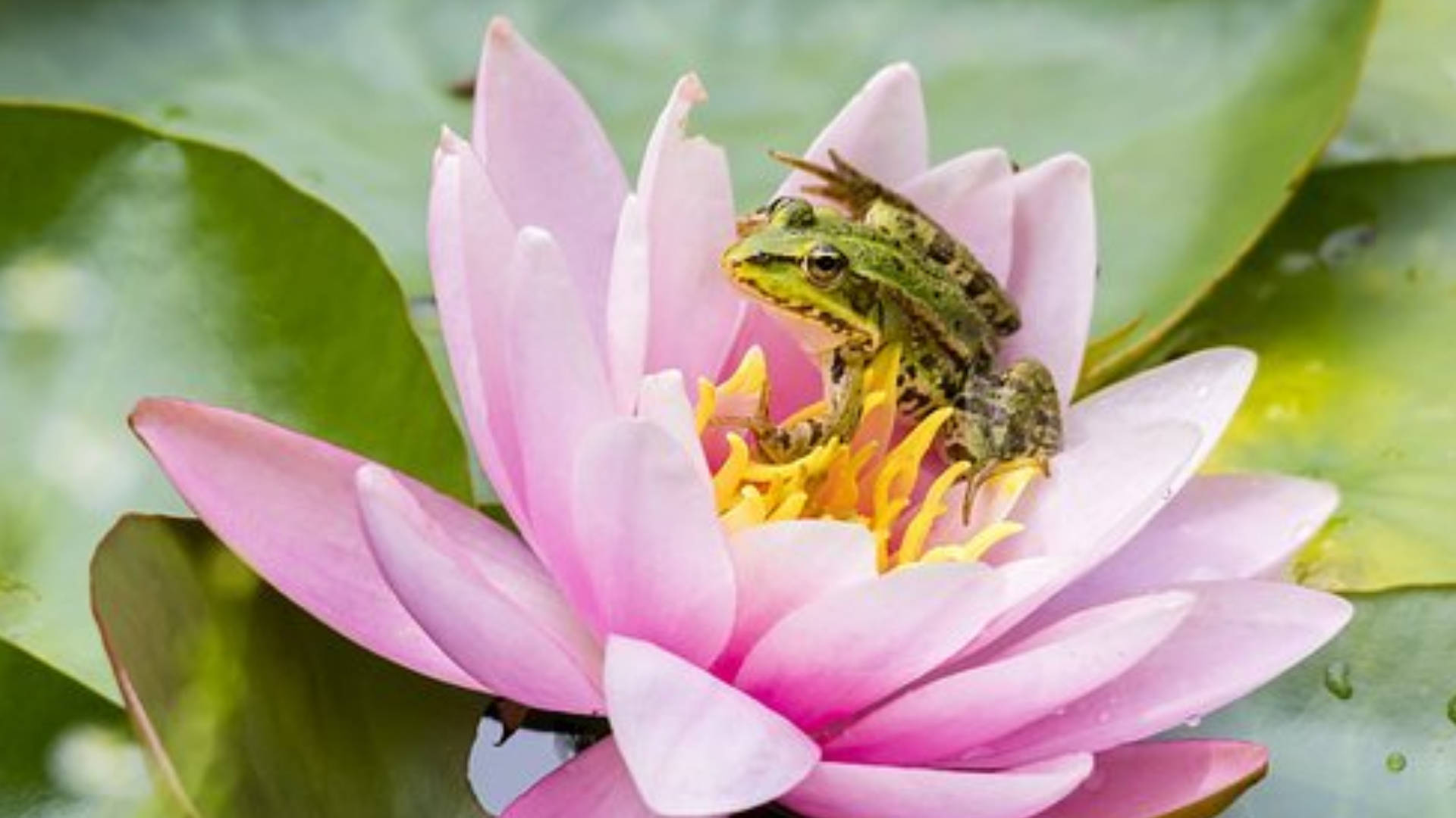pink water lily, frog, yellow stamens, Full HD Desktop Wallpaper