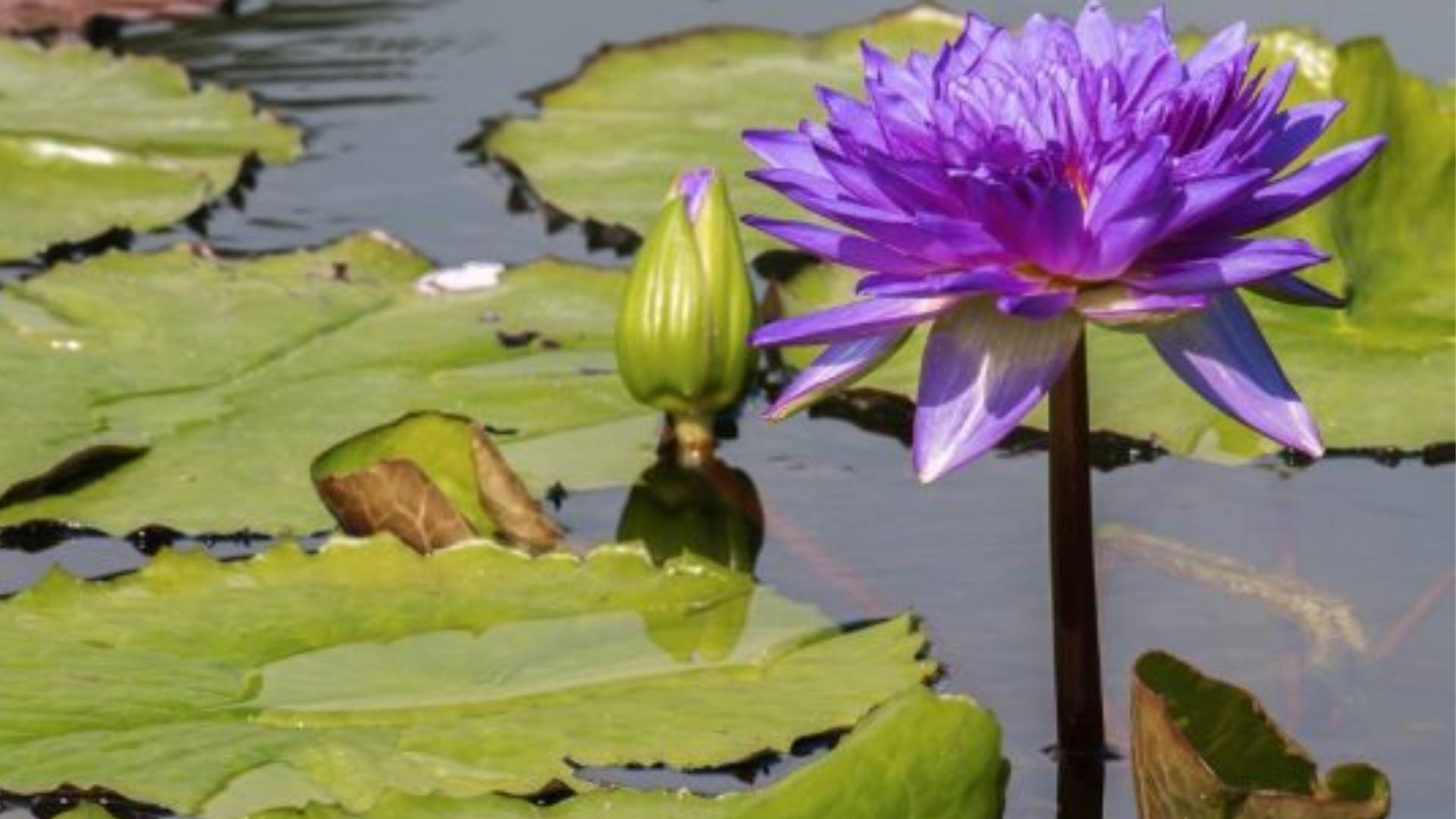 amazing cape water lily, vibrant purple water lily, green bud, Full HD Desktop Wallpaper
