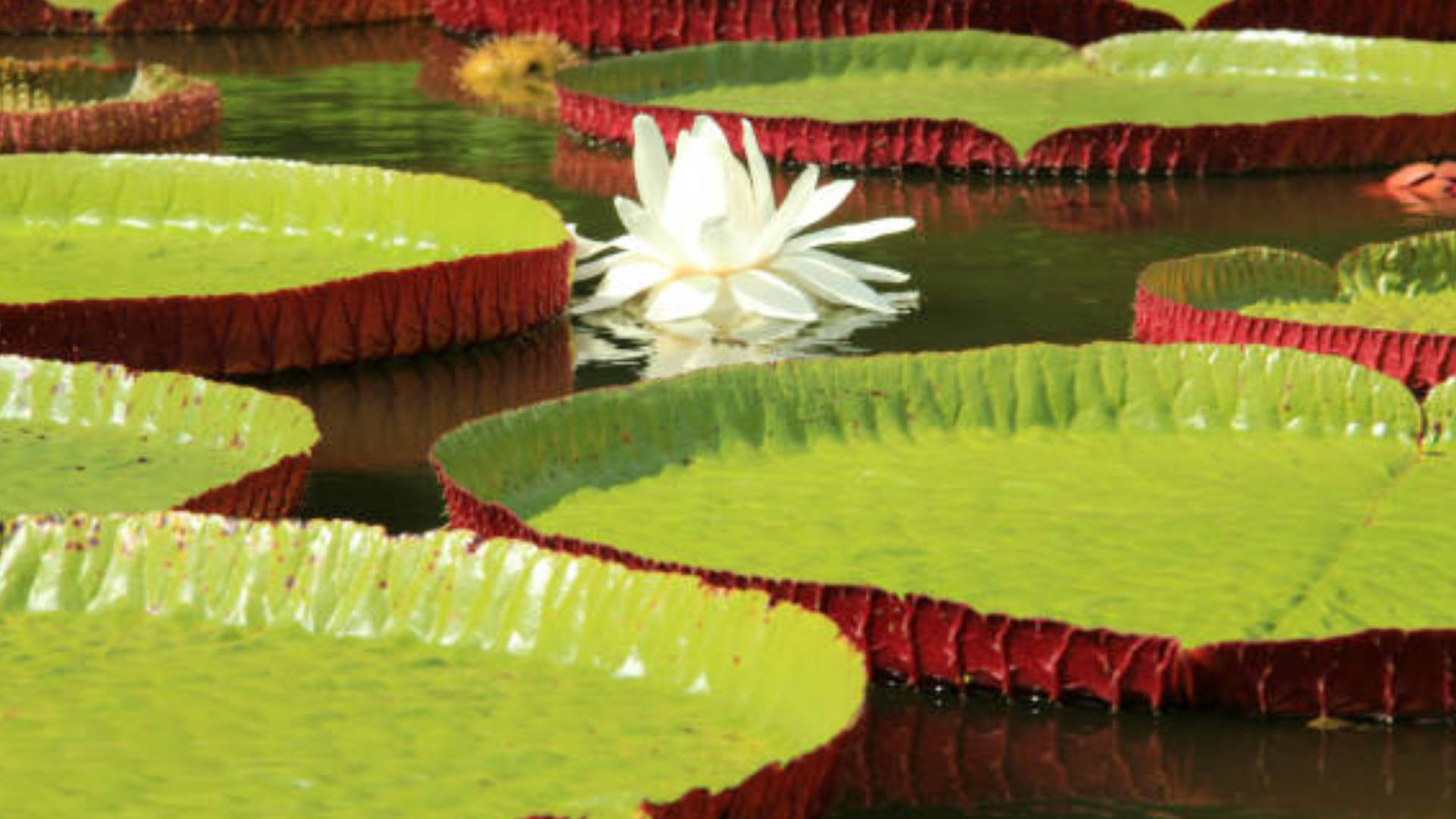 water lily, giant green lily pads, red edges, Full HD Desktop Wallpaper