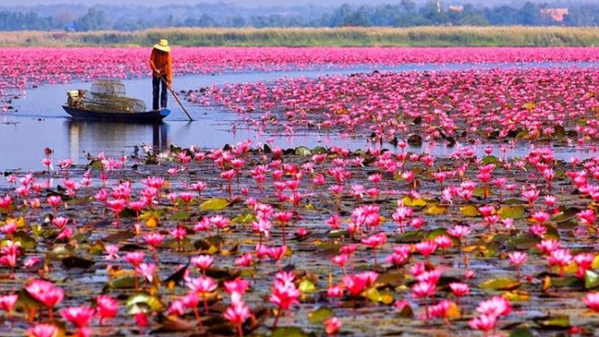 water lily, vibrant pink, fisherman, Full HD Desktop Wallpaper