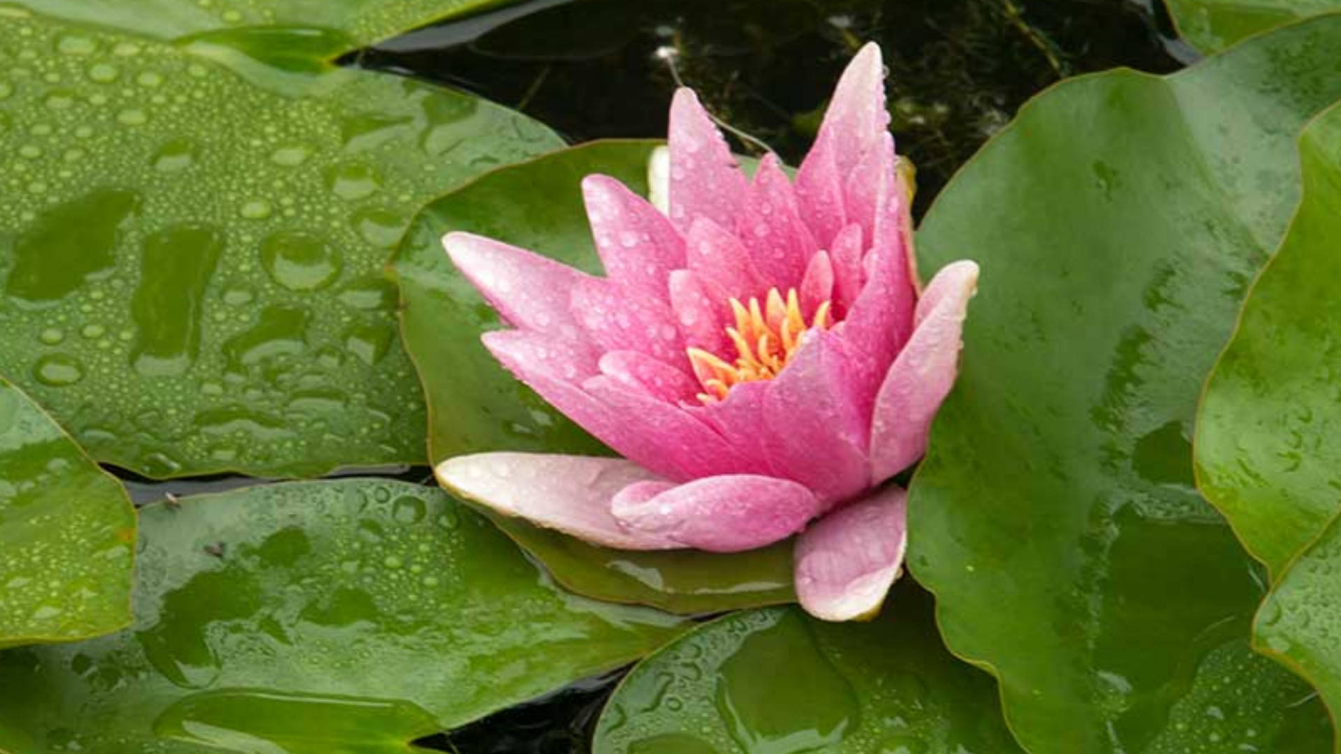 pink water lily, dewy green lily pads, calm pond surface, Full HD Desktop Wallpaper