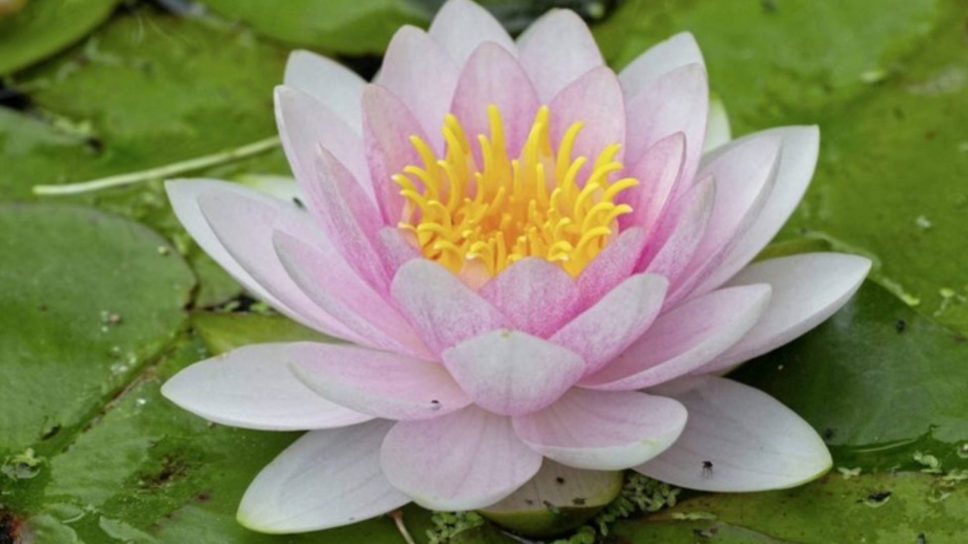 small white water lily, pink water lily, vibrant yellow center, Full HD Desktop Wallpaper