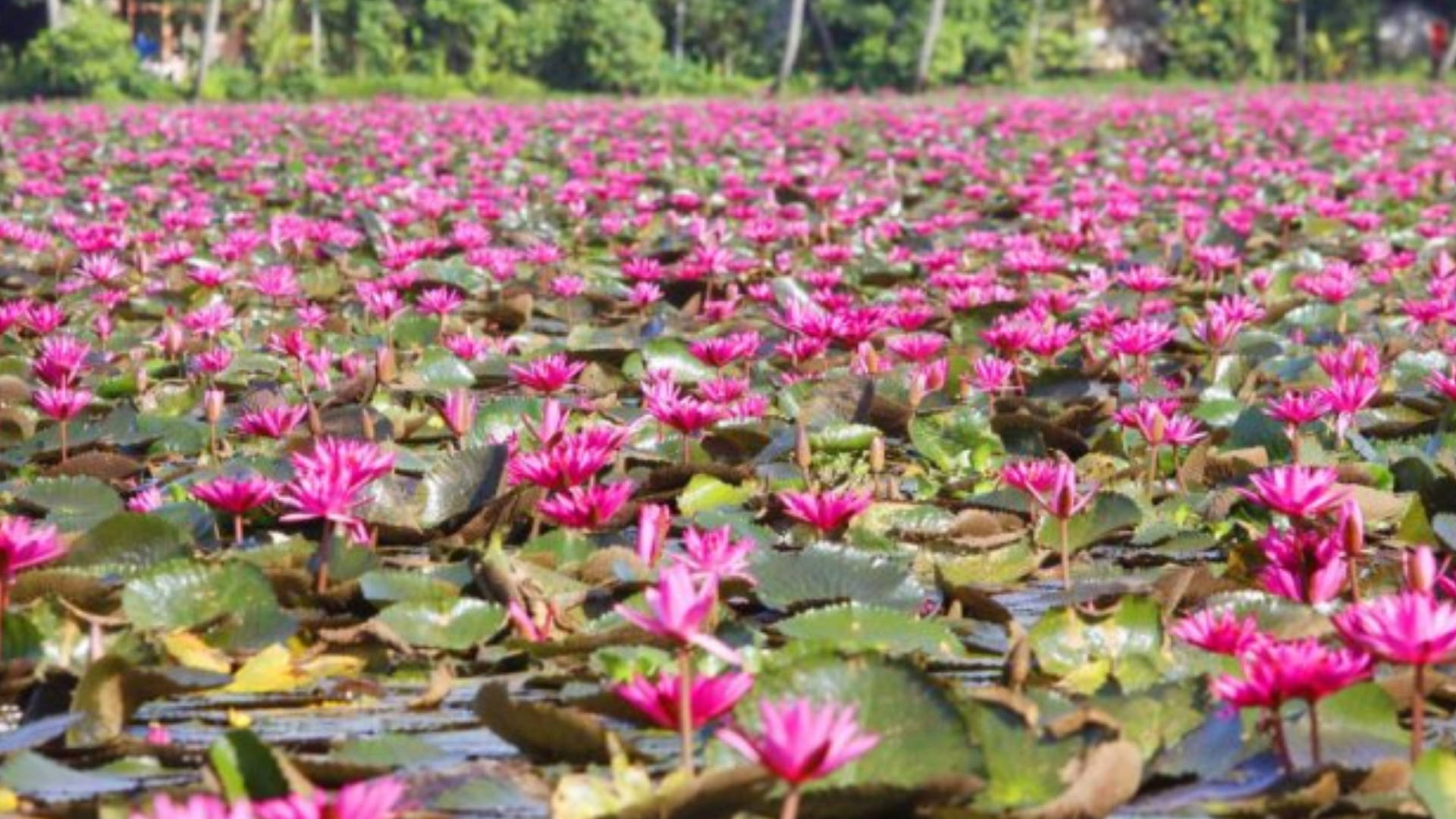 water lily, vibrant pink, tranquil pond, Full HD Desktop Wallpaper