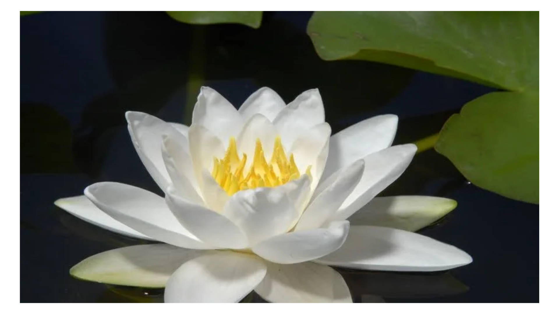 white water lily, vibrant yellow center, dark water, Full HD Desktop Wallpaper