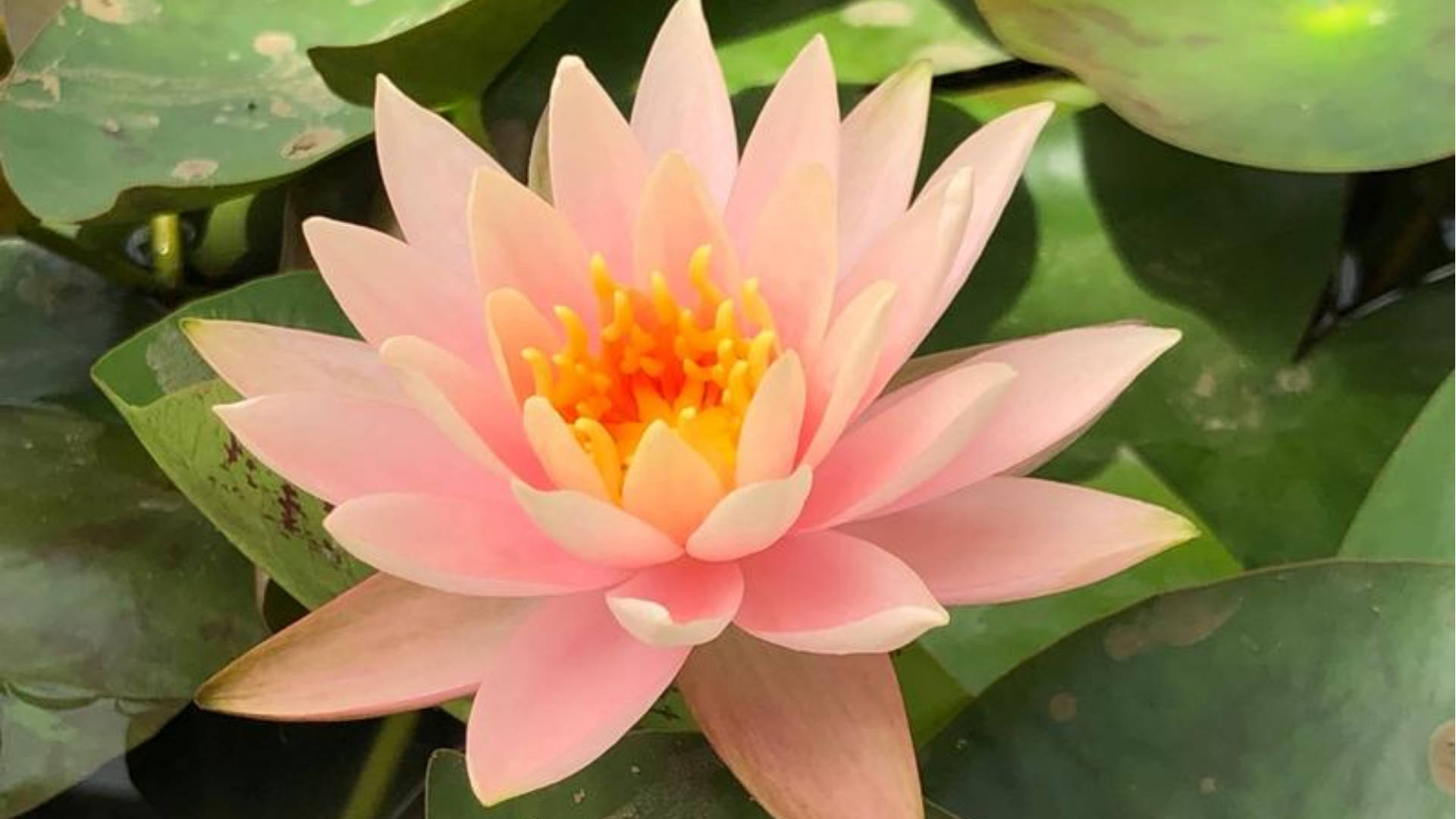 floating pygmy water lily, pink water lily, vibrant yellow center, Full HD Desktop Wallpaper