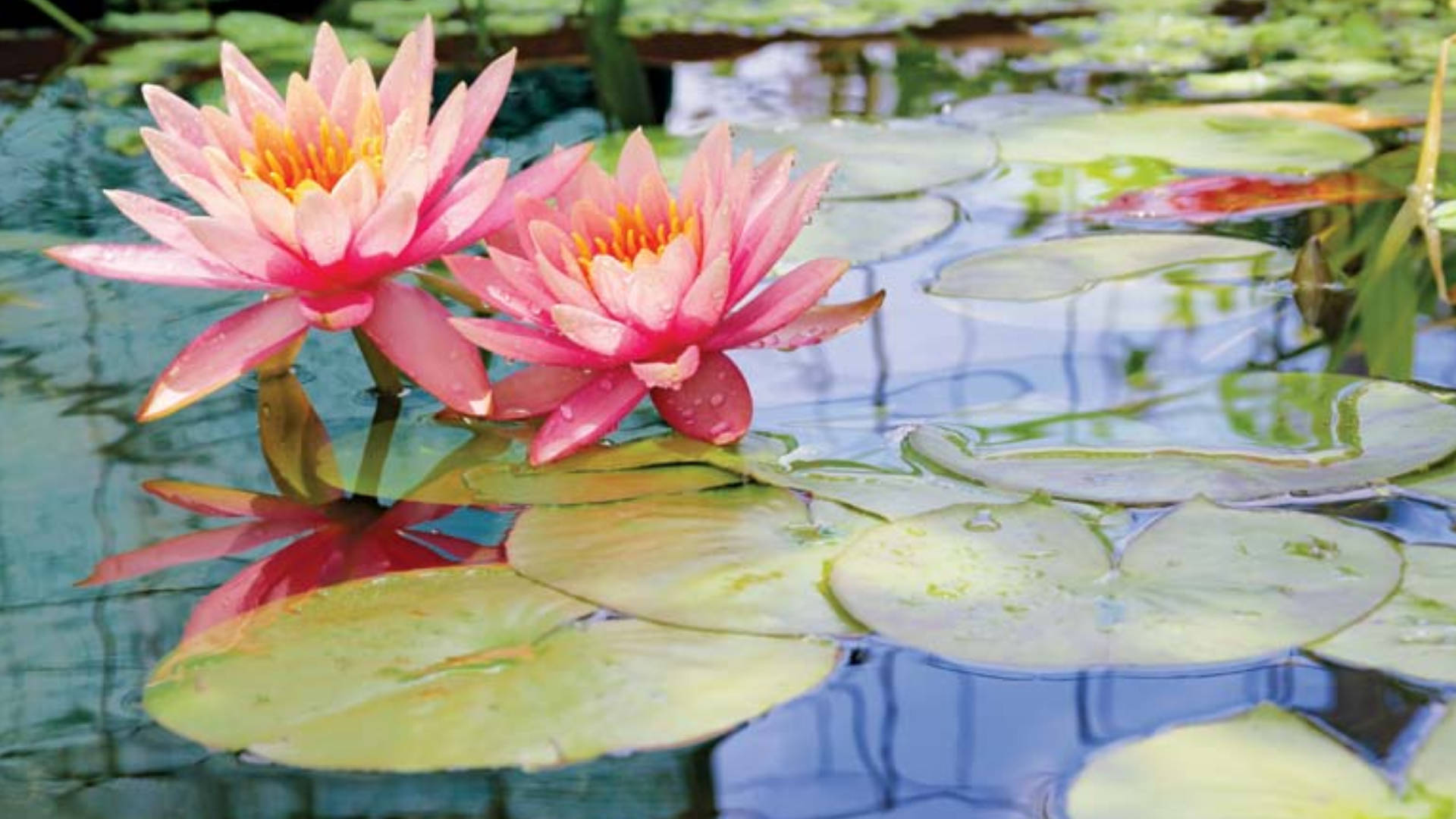 pink water lilies, calm pond, green lily pads, Full HD Desktop Wallpaper
