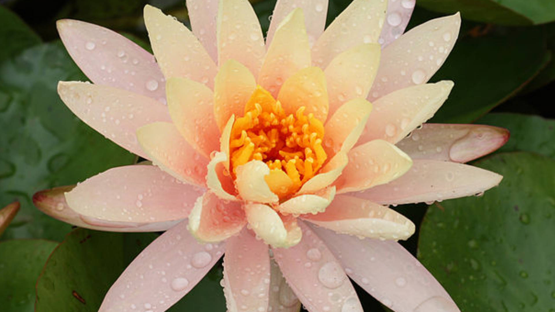 pink water lily, dew drops, lush green lily pads, Full HD Desktop Wallpaper
