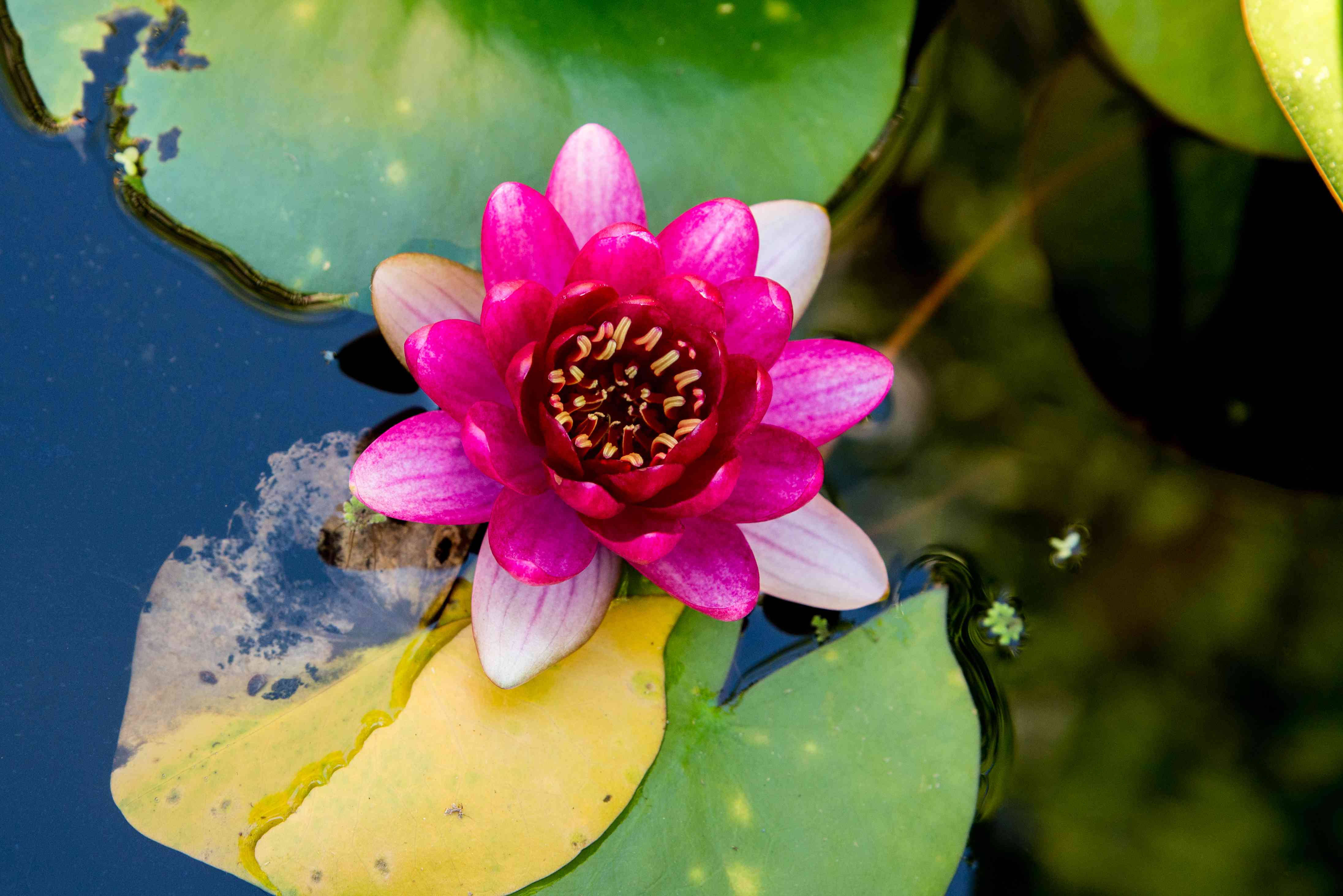 water lily, pink water lily, pond, 4K Desktop Wallpaper
