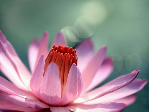 pink lotus flower, vibrant red center, soft green bokeh background, SD Desktop Wallpaper
