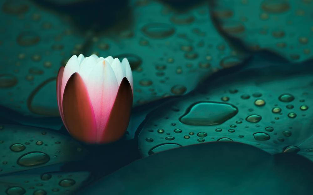 water lily, pink, white, SD Desktop Wallpaper