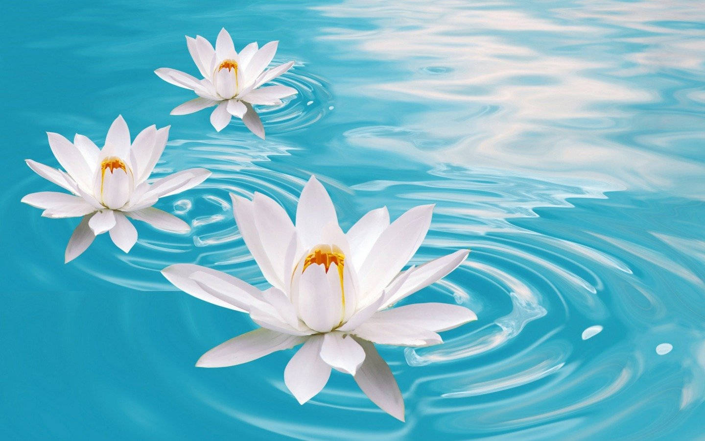 water lily, serene pond, pristine white, HD Desktop Wallpaper