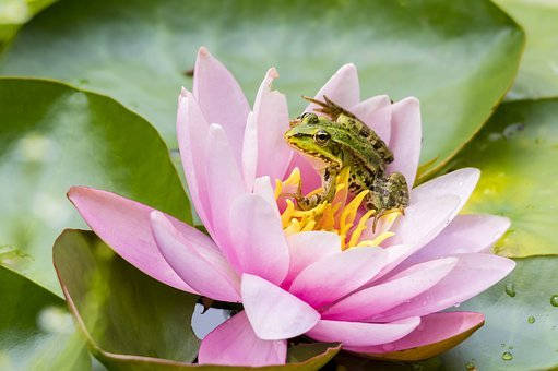 elegant water lily blossom, vibrant pink water lily, yellow center, SD Desktop Wallpaper