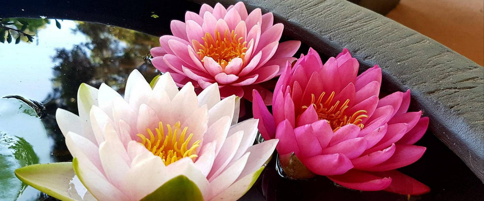 fresh water lily plants, pink, white, HD Desktop Wallpaper