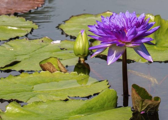 majestic water lily, vibrant purple water lily, lush green lily pads, SD Desktop Wallpaper