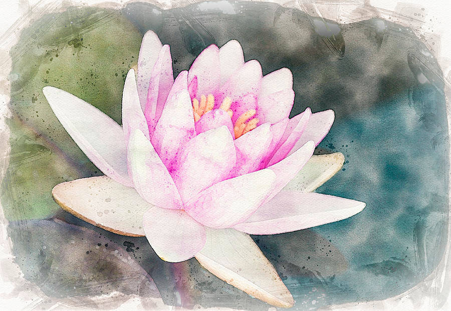 water lily, pink, muted greens, SD Desktop Wallpaper